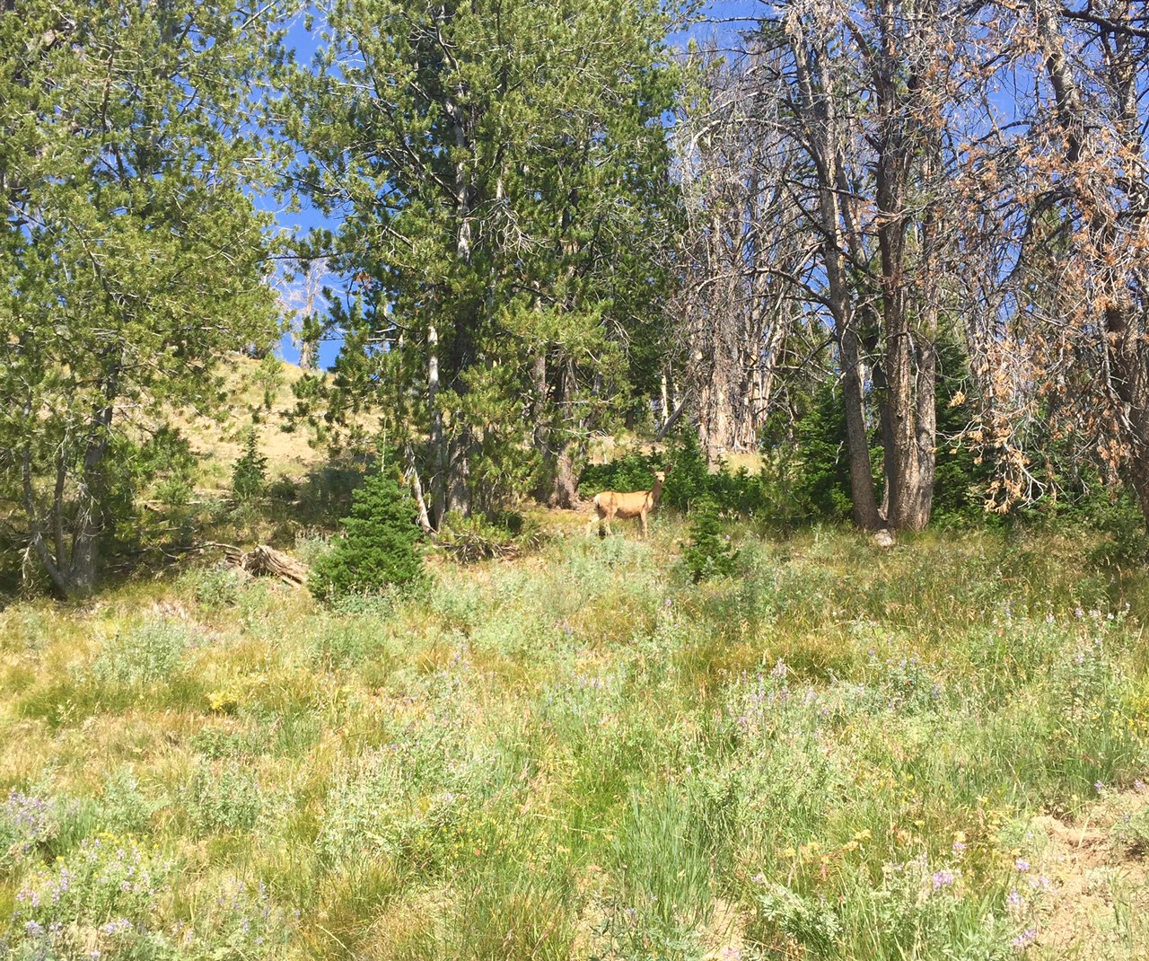 Hike to Titus Lake