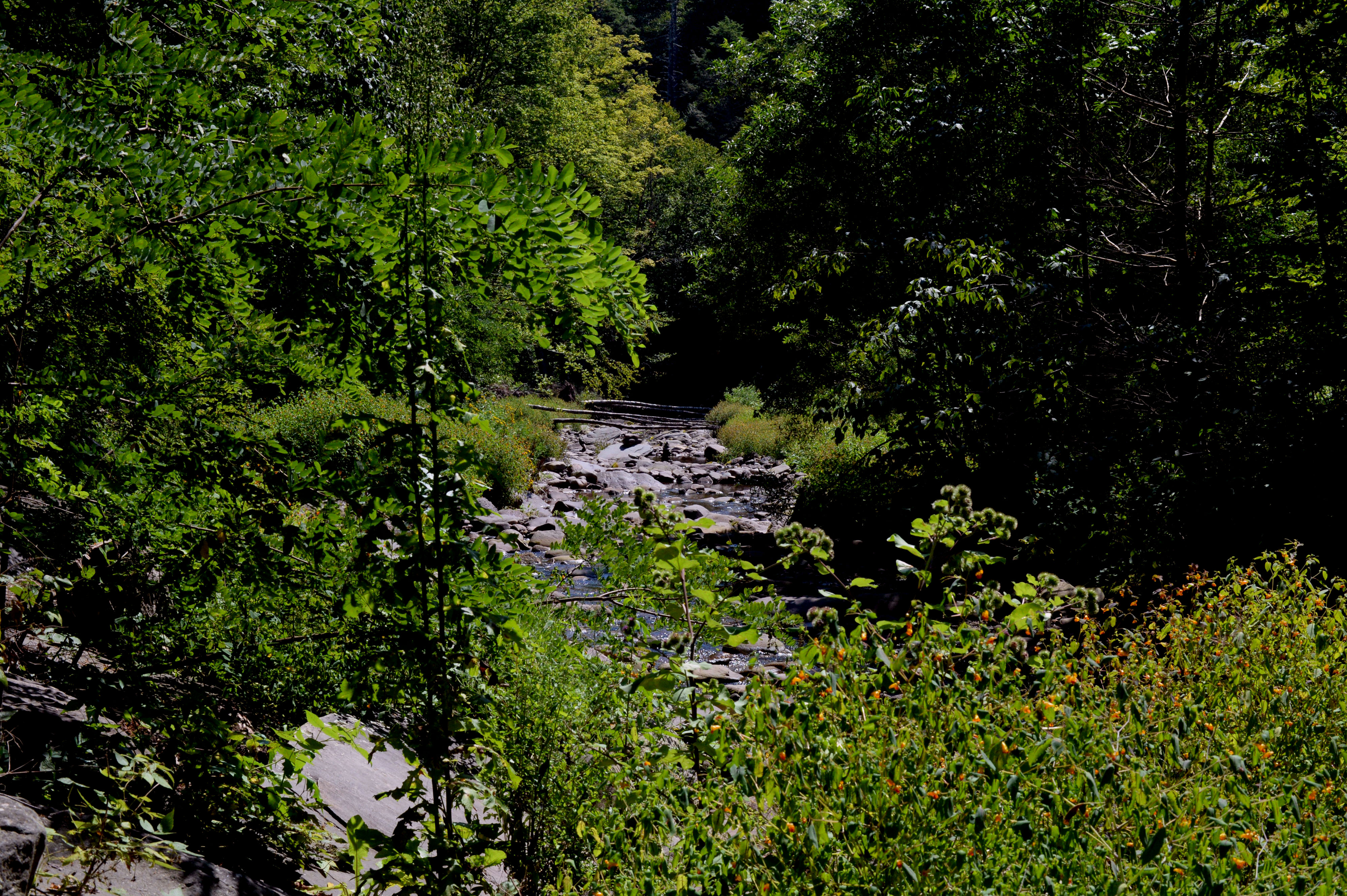 Camp at Woodland Valley