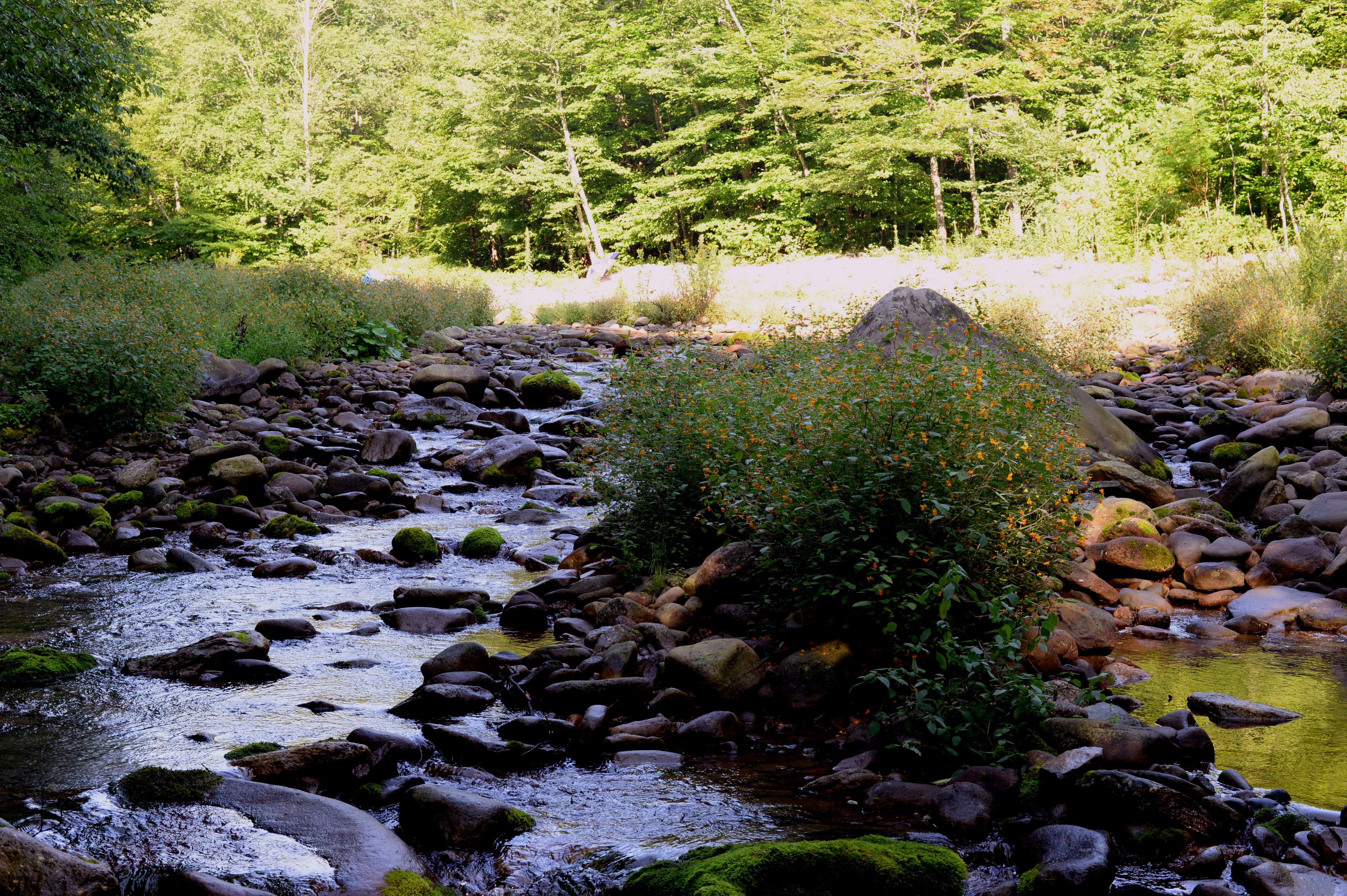 Camp at Woodland Valley