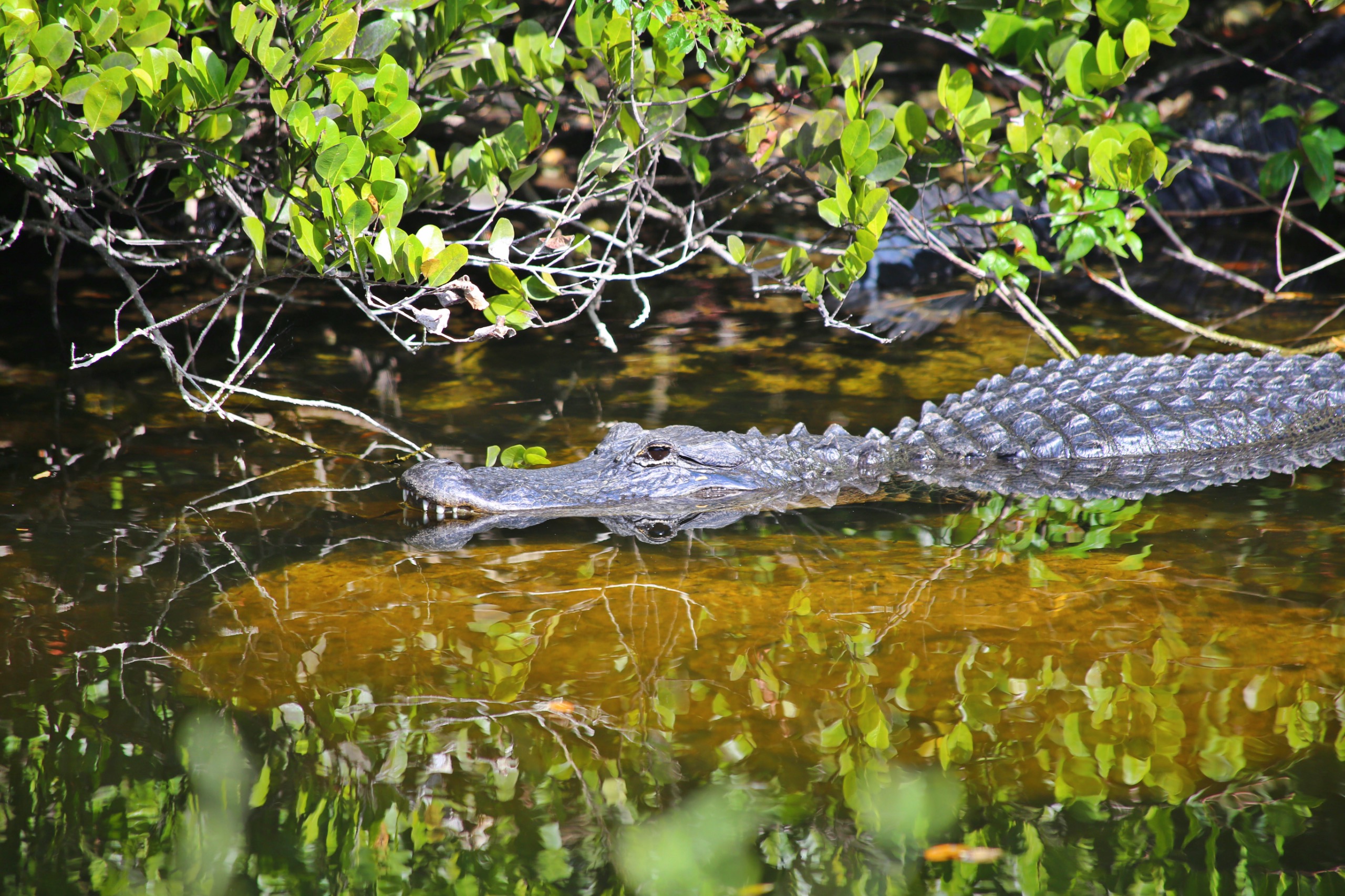 Camp on Fakahatchee Island
