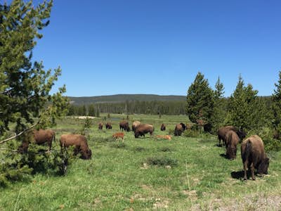 Trip to Yellowstone National Park 