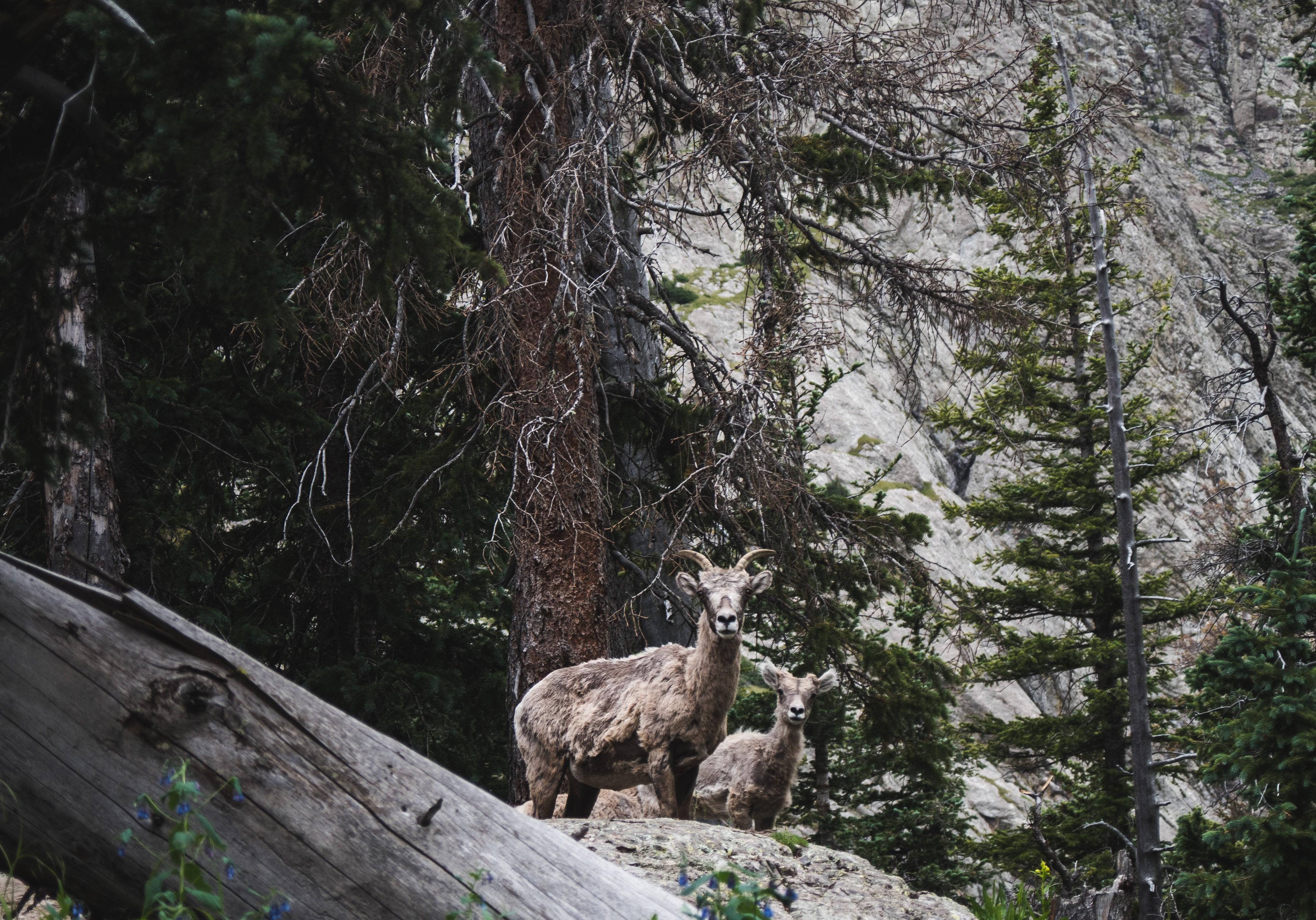 Camp at Mosca Campground
