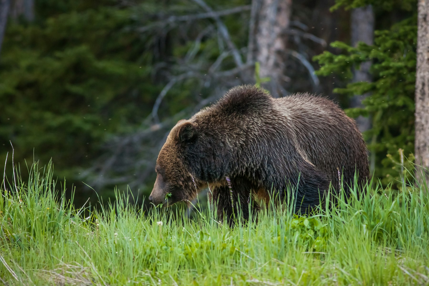 How to Prevent Bear Attacks, According to Experts