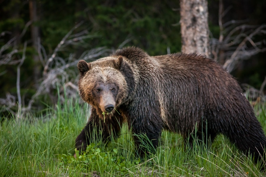 12 Tips For Hiking Safely In Bear Country