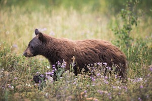 12 Tips For Hiking Safely In Bear Country