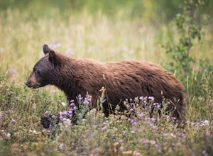 12 Tips For Hiking Safely In Bear Country