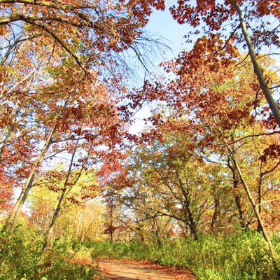 Hike the Afton State Park Trail