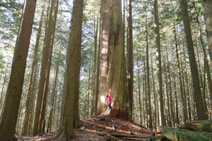 Hike Up Brothers Creek Loop