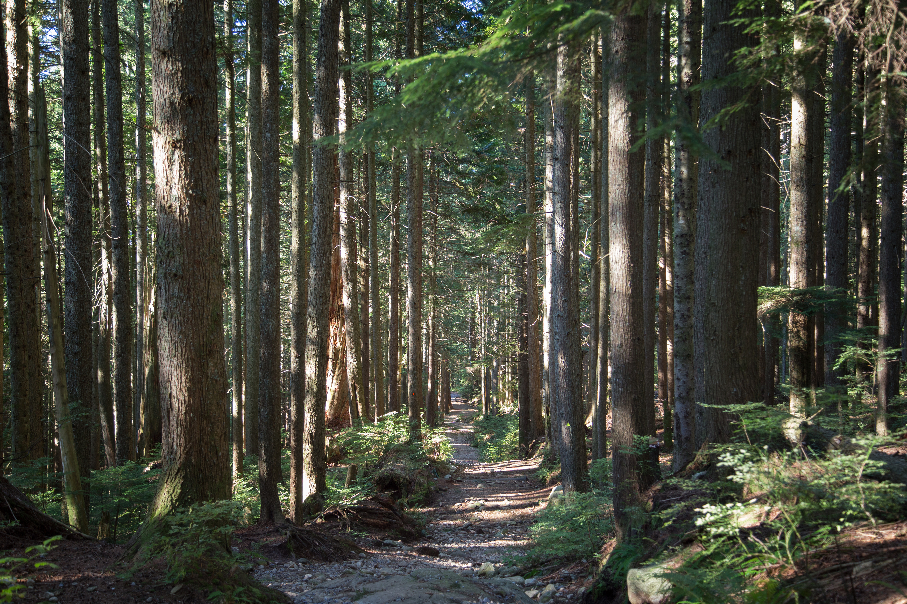 Hike Up Brothers Creek Loop