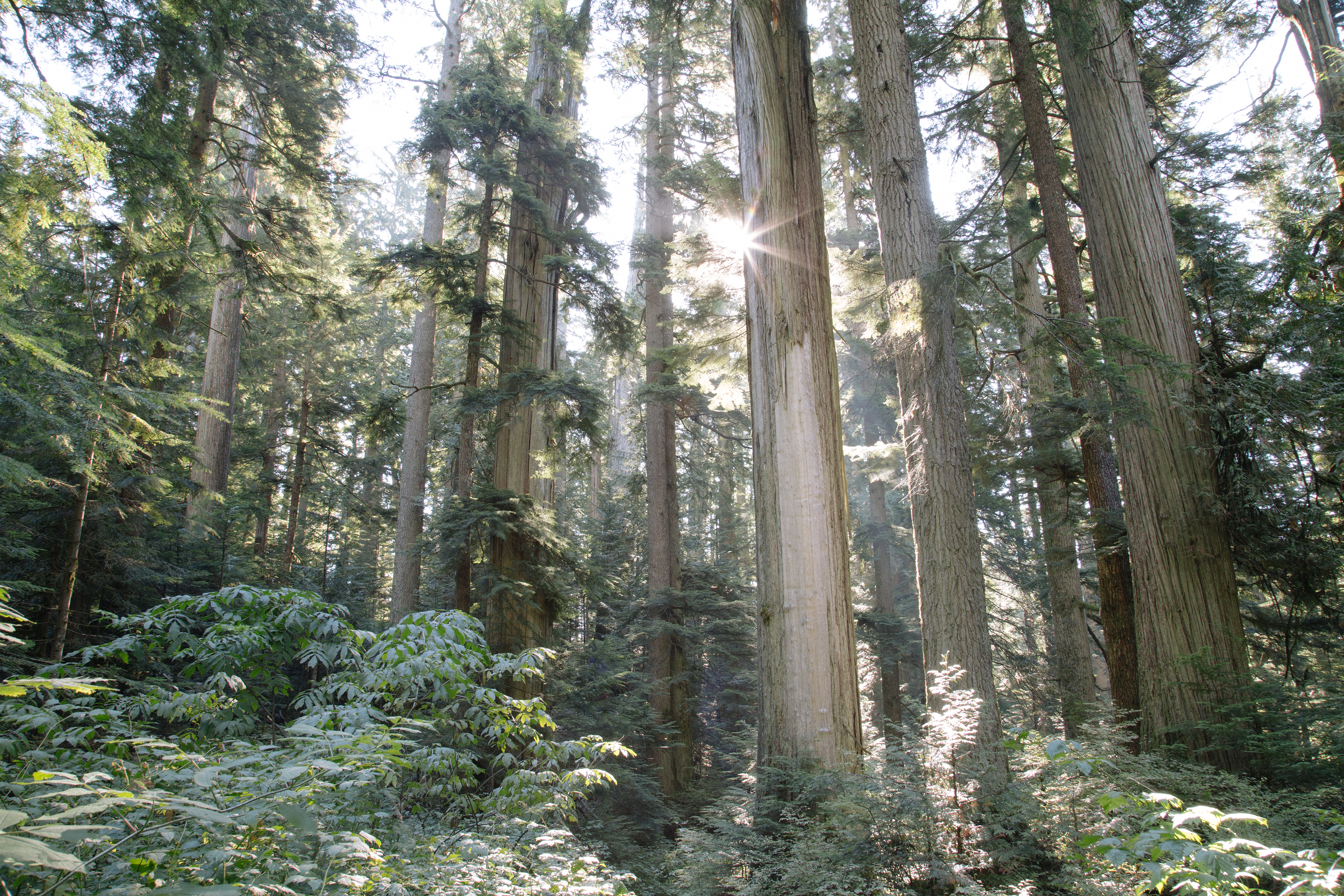 Hike Up Brothers Creek Loop