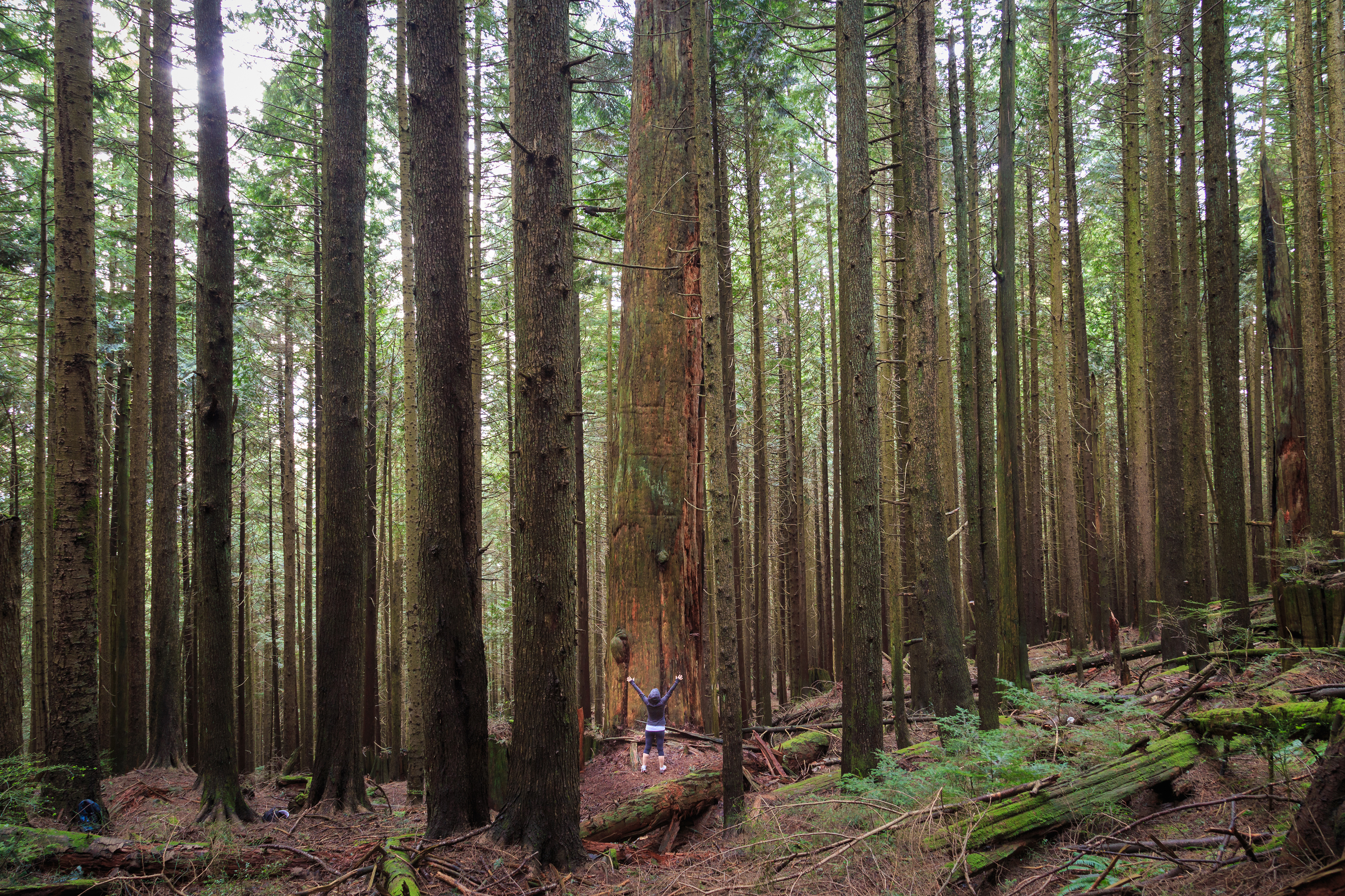 Hike Up Brothers Creek Loop