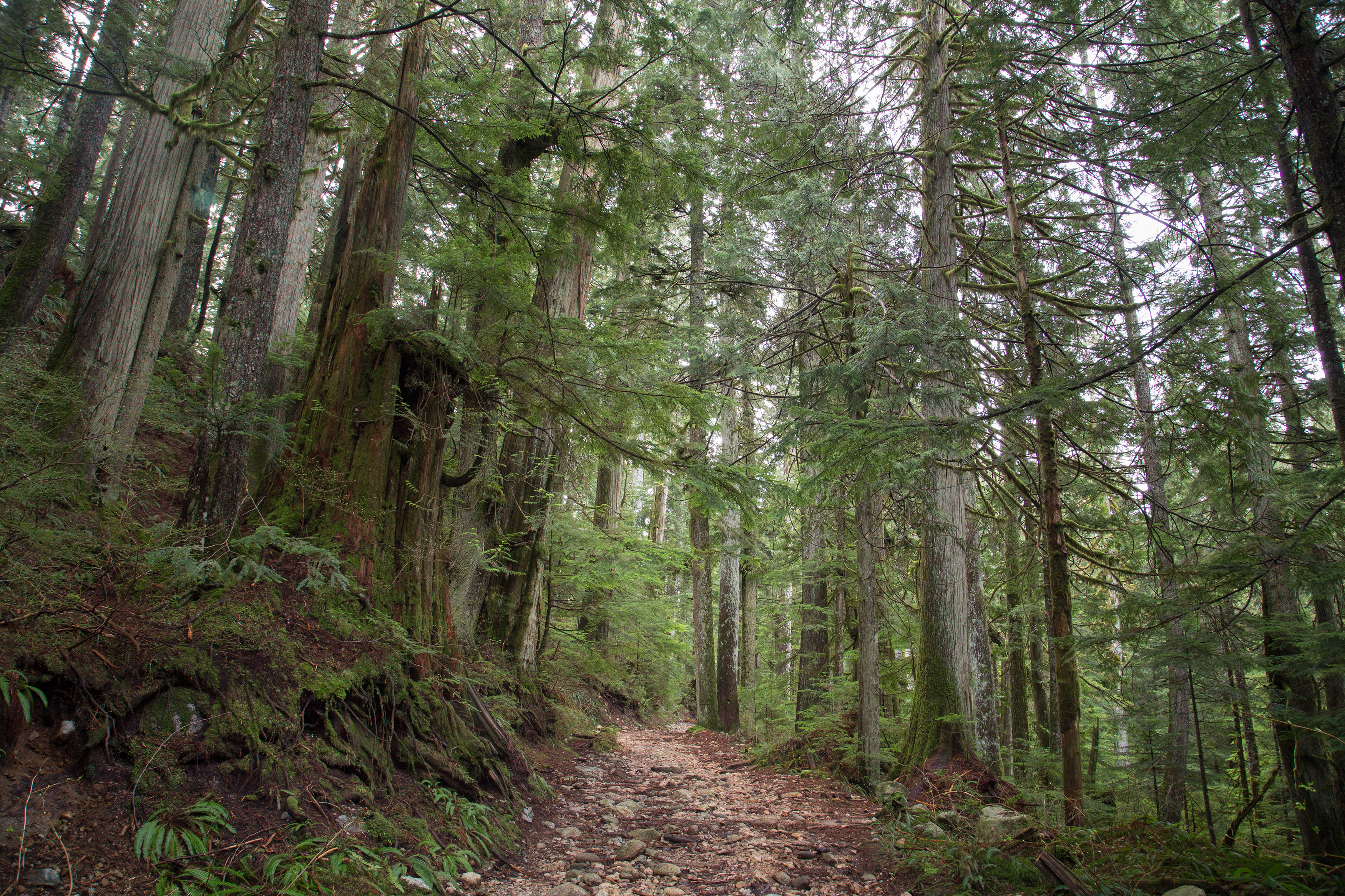 Hike Up Brothers Creek Loop