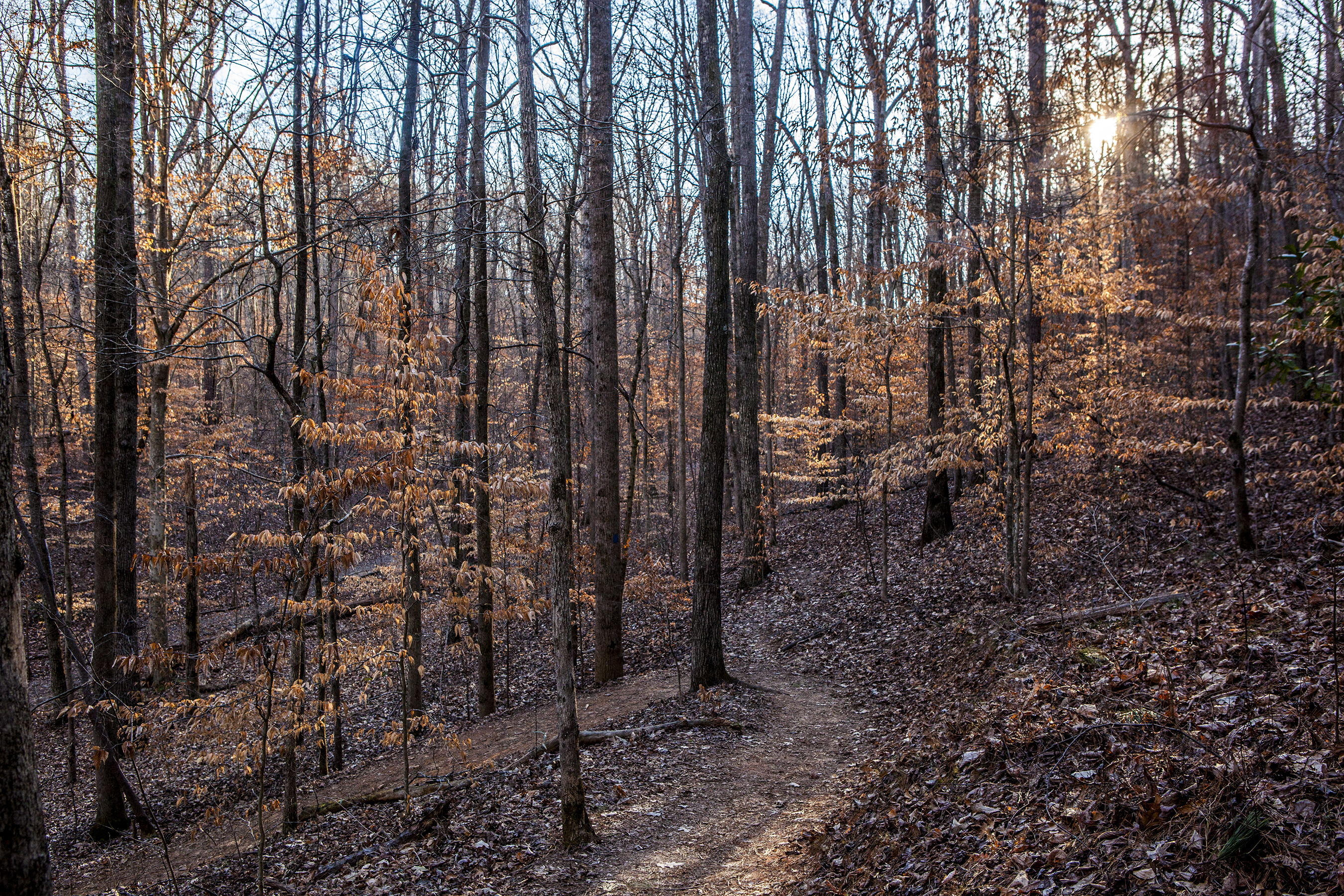 Sope Creek Loop