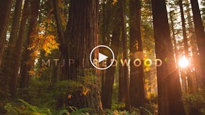 Beautiful Footage Of Redwood National Park