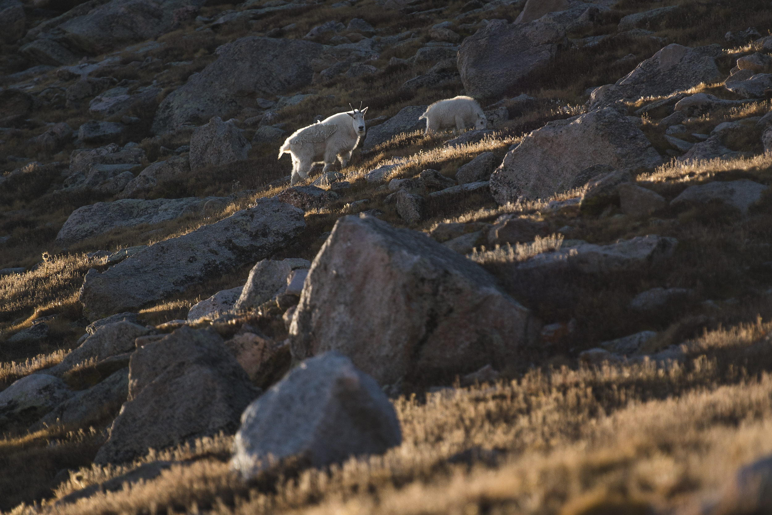 Watch the Sunset from Mt Evans Road