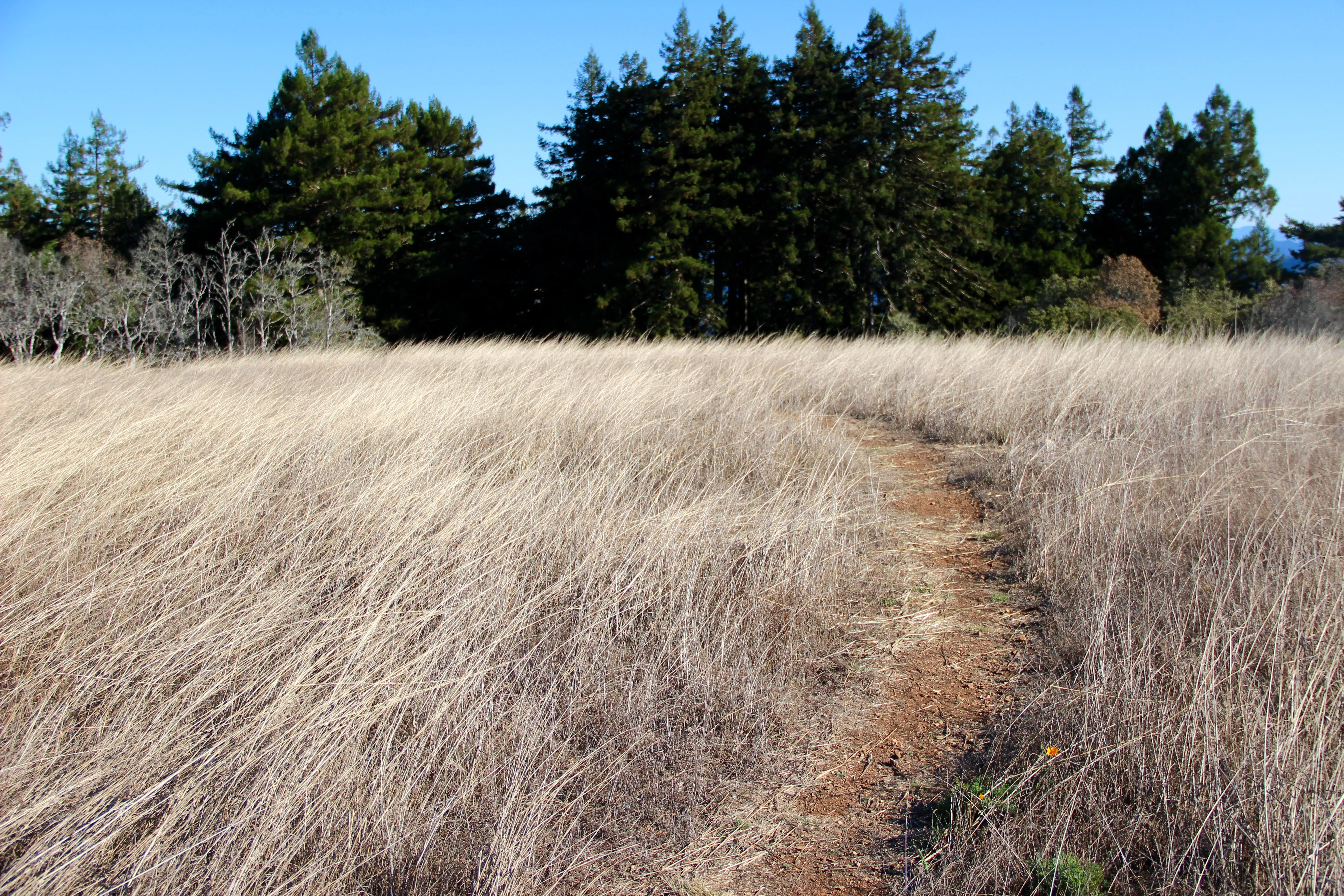 Red Hill and Pomo Canyon Loop