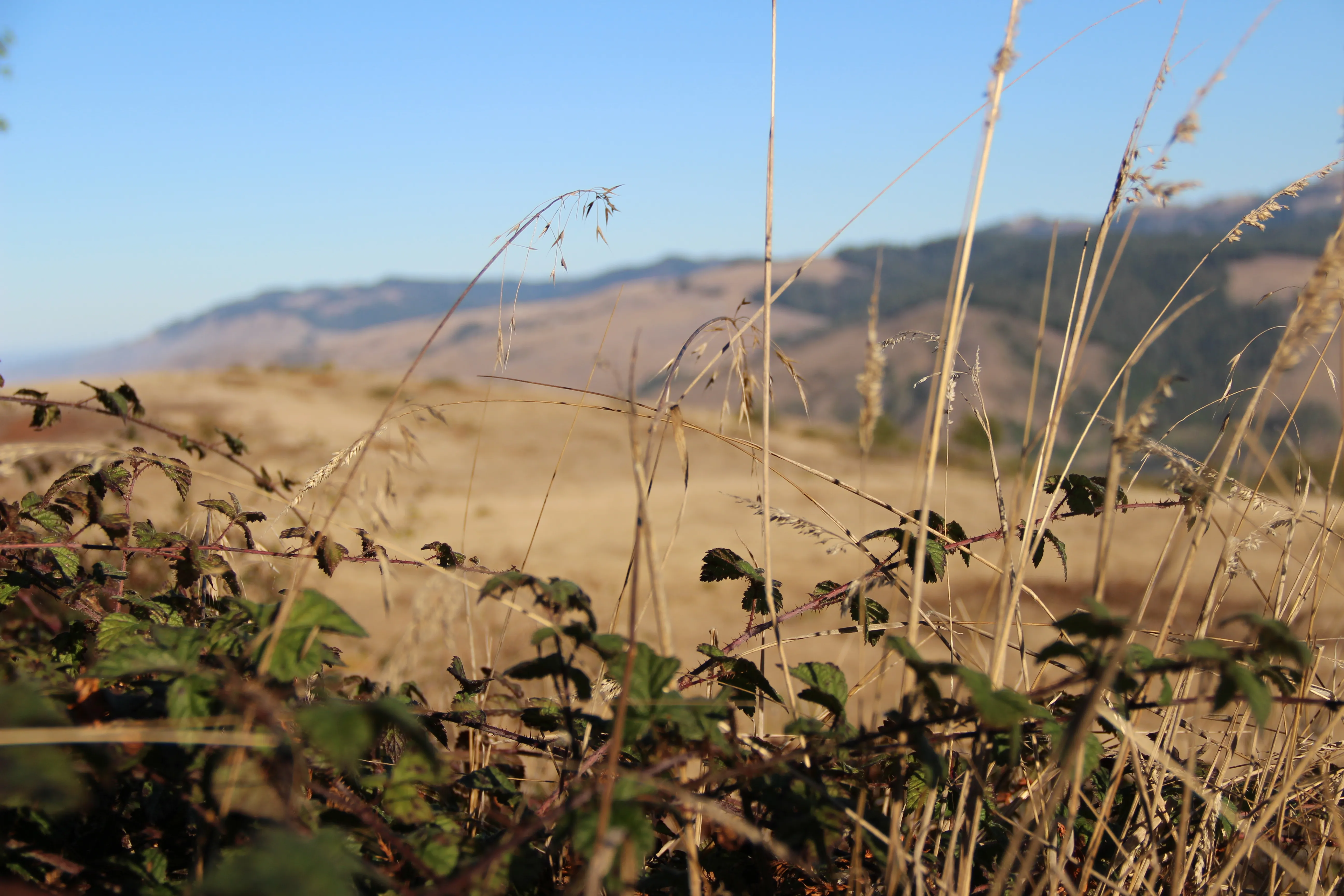 Red Hill and Pomo Canyon Loop