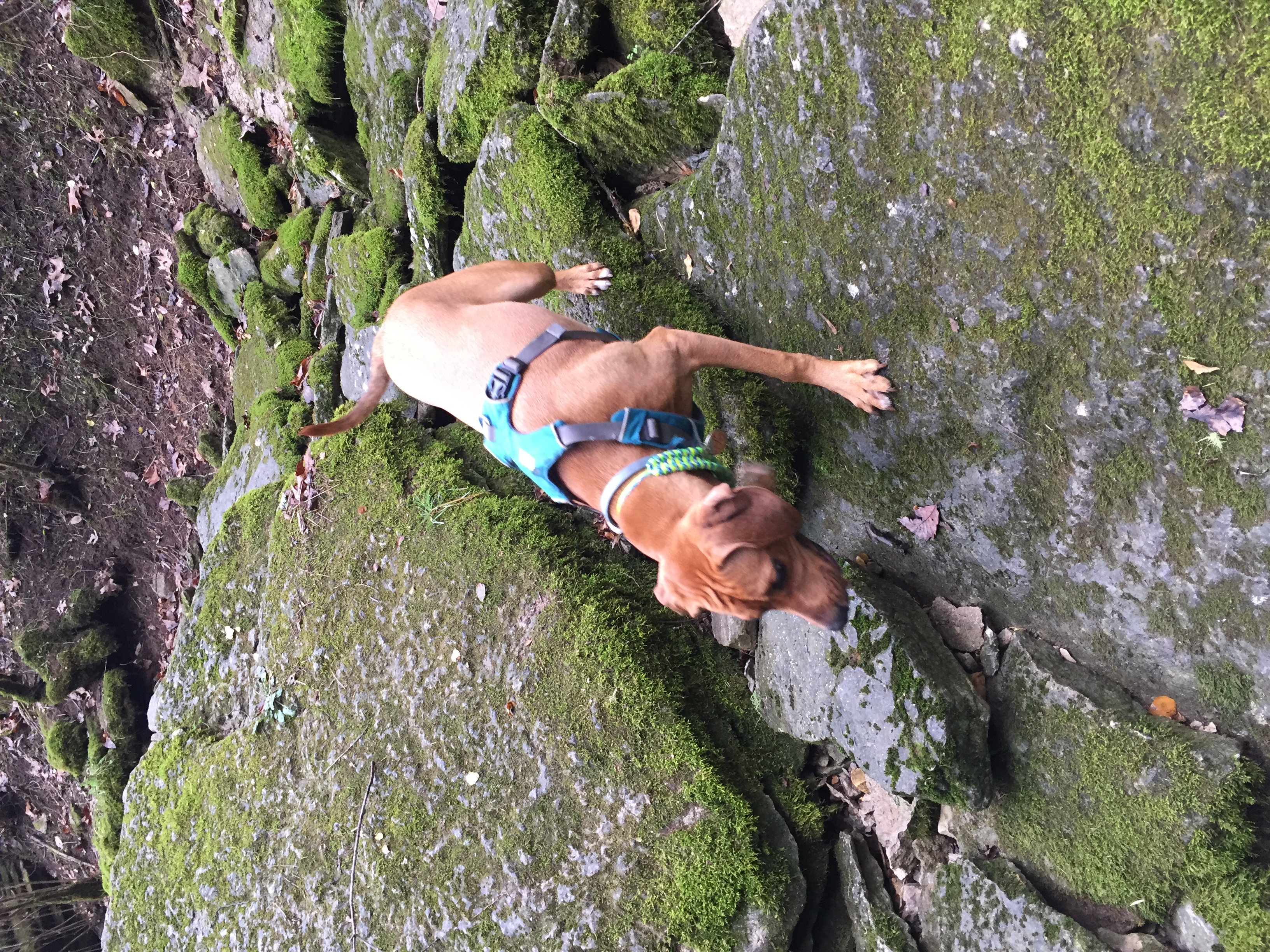Hike the Hidden Springs Trail