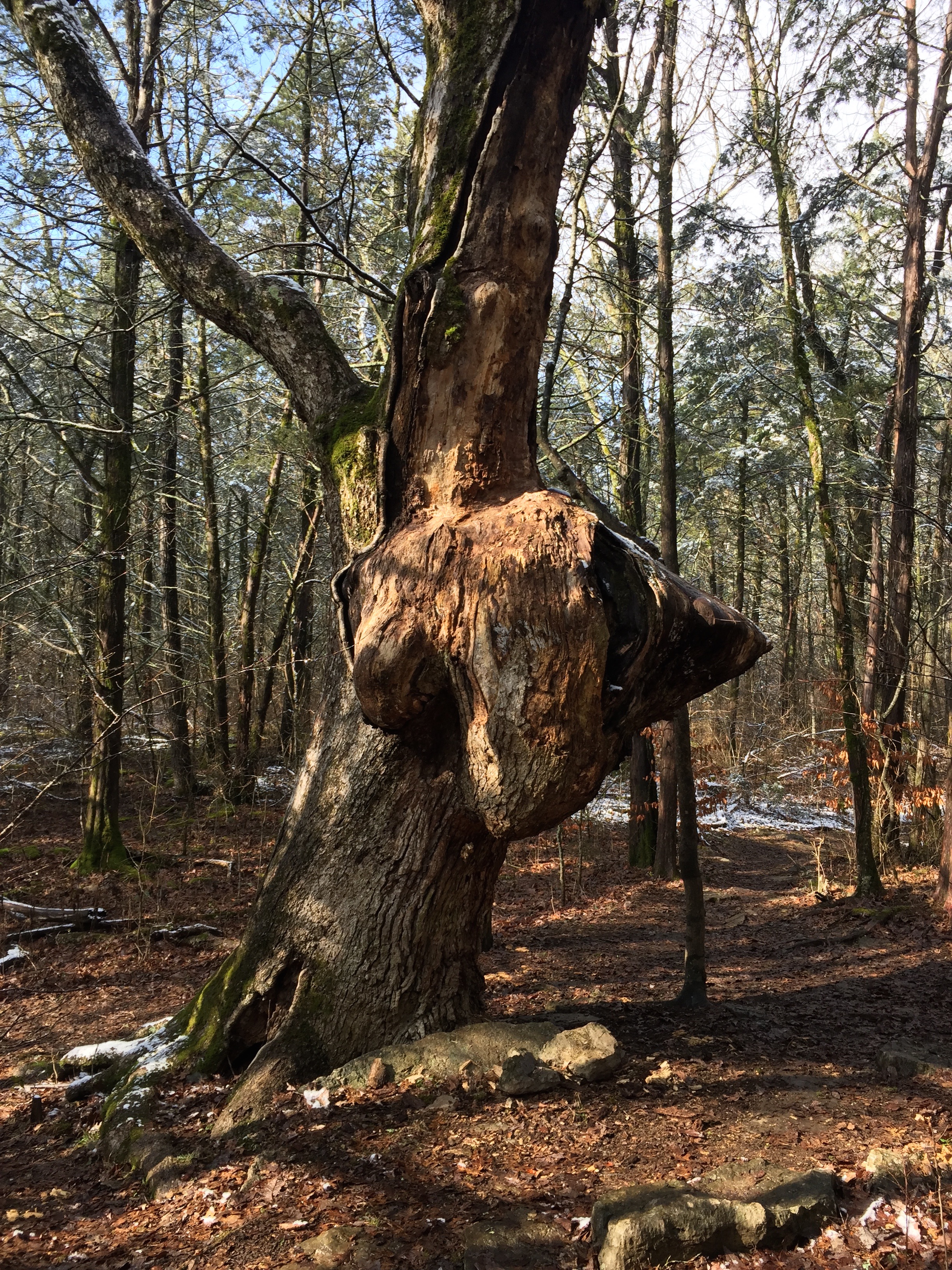 Hike the Hidden Springs Trail