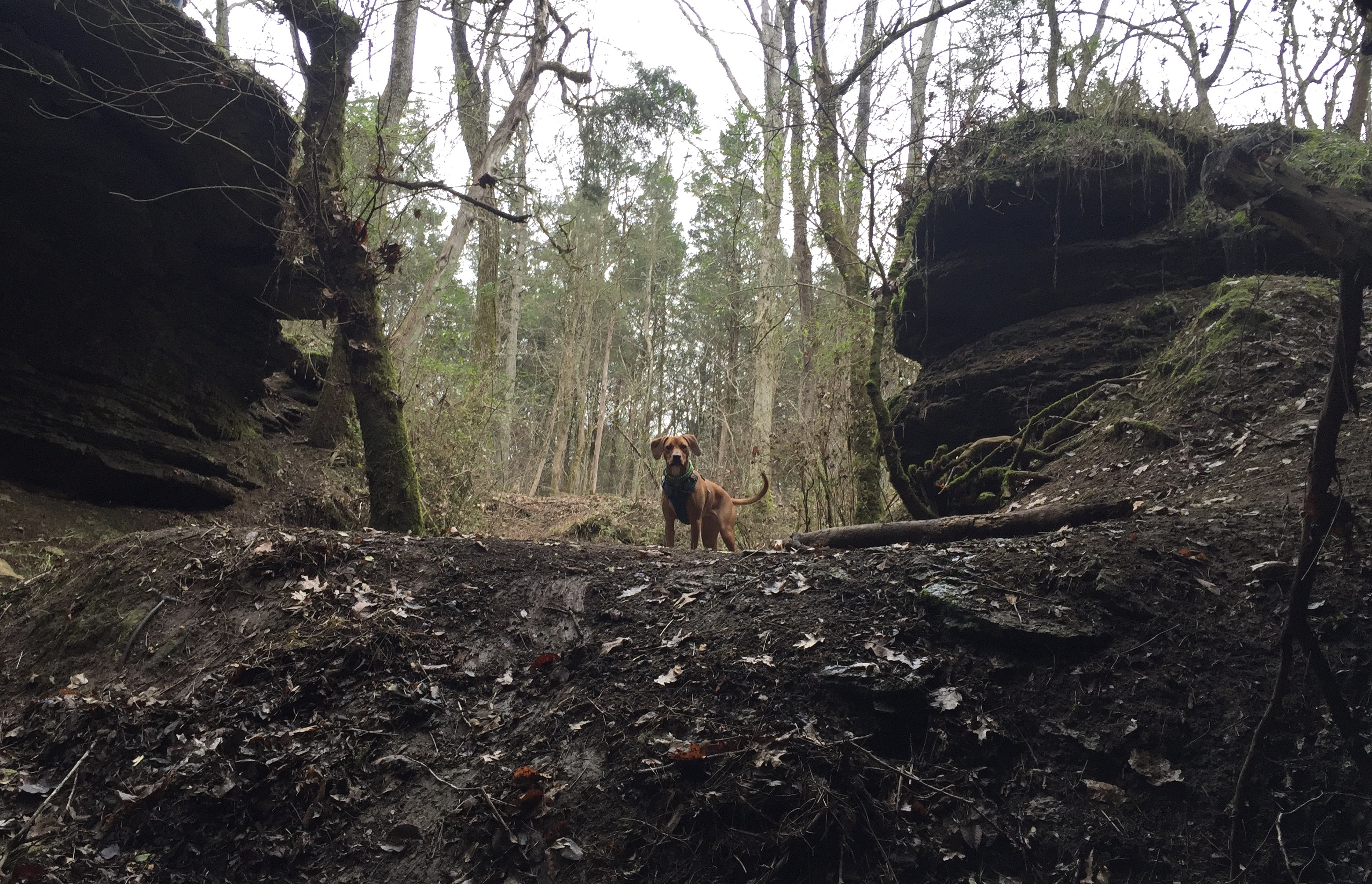 Hike the Hidden Springs Trail