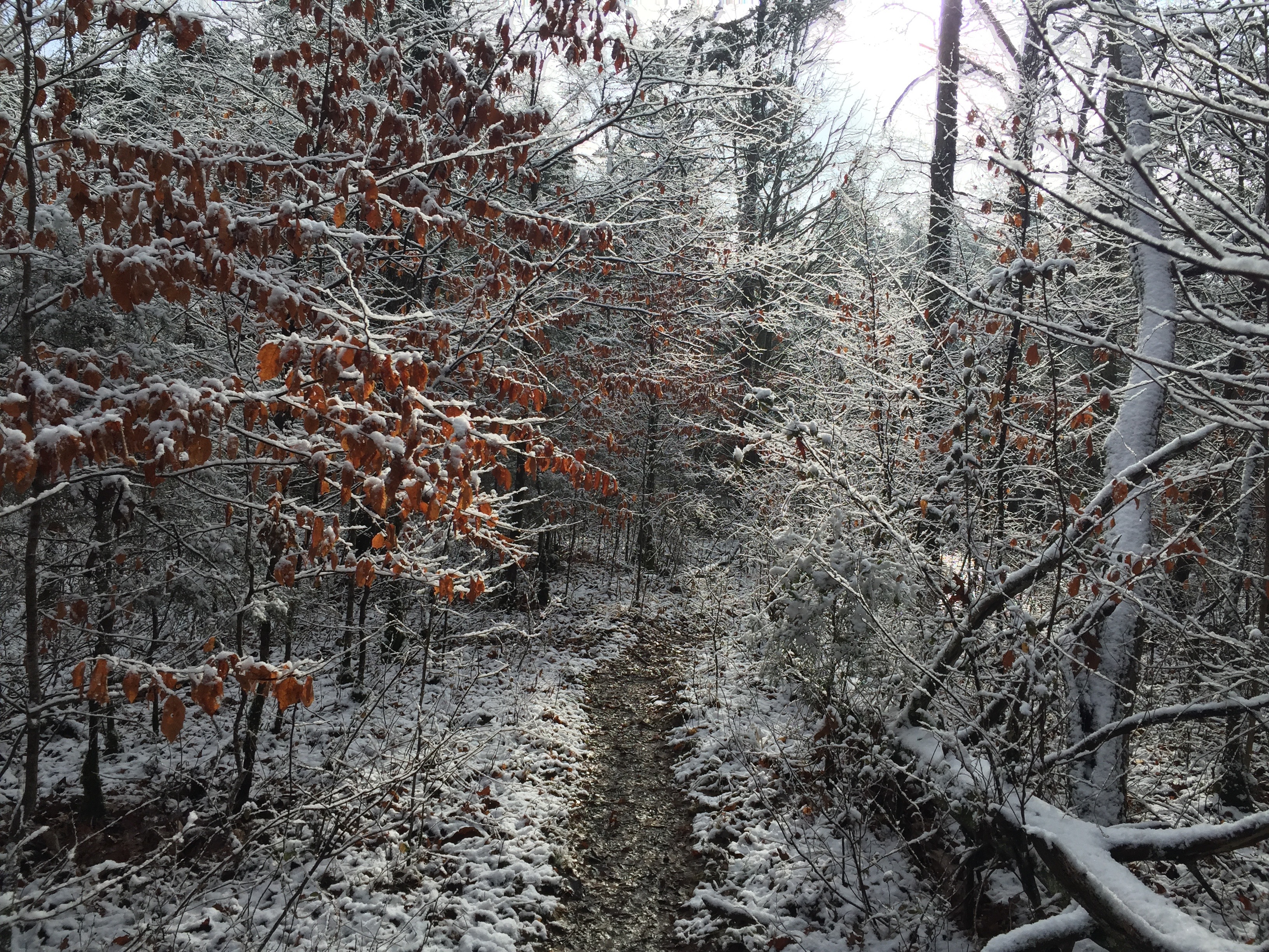Hike the Hidden Springs Trail