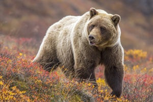 10 Tips For Planning A Backpacking Trip In Bear Country