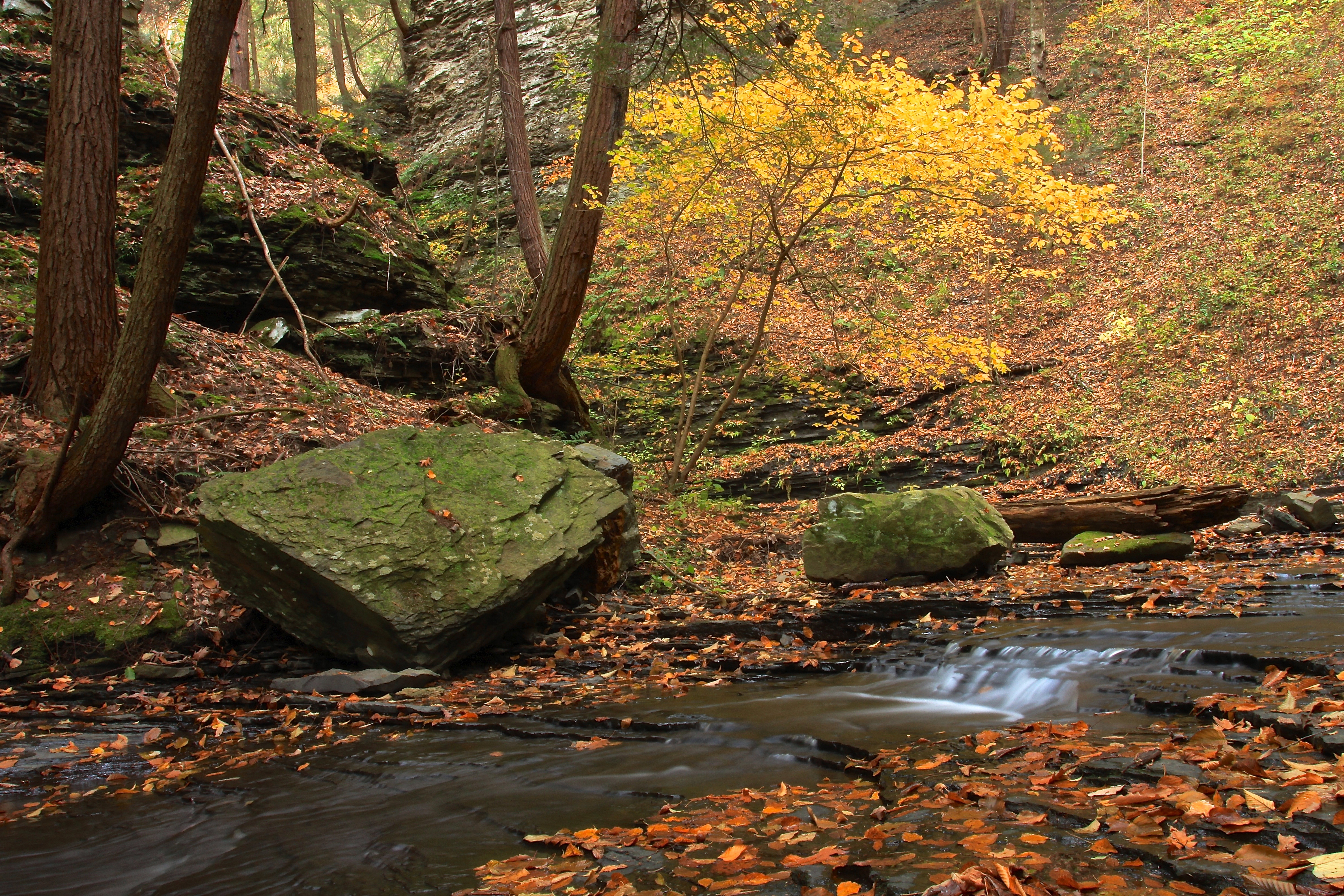 Hike Sweedler Preserve at Lick Brook
