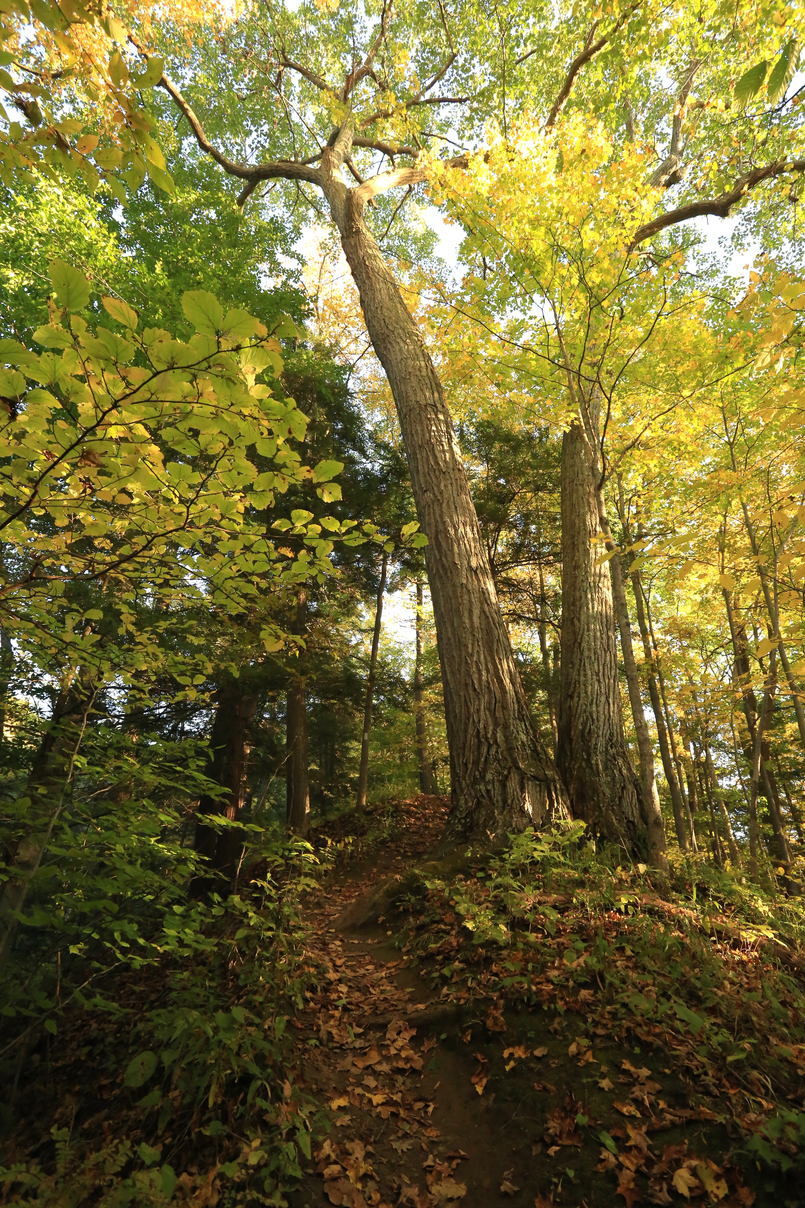 Hike Sweedler Preserve at Lick Brook