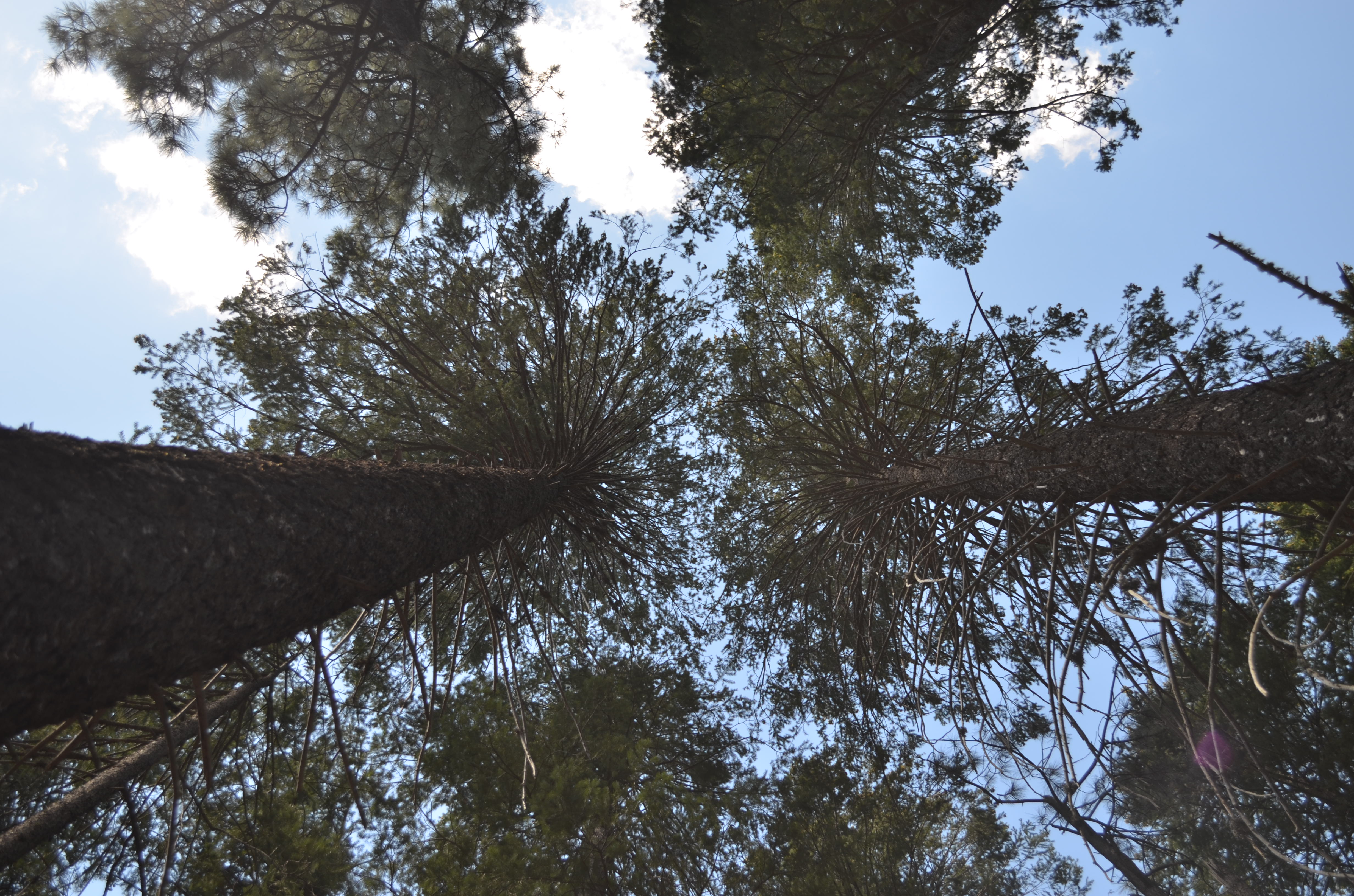 Horton Springs Loop