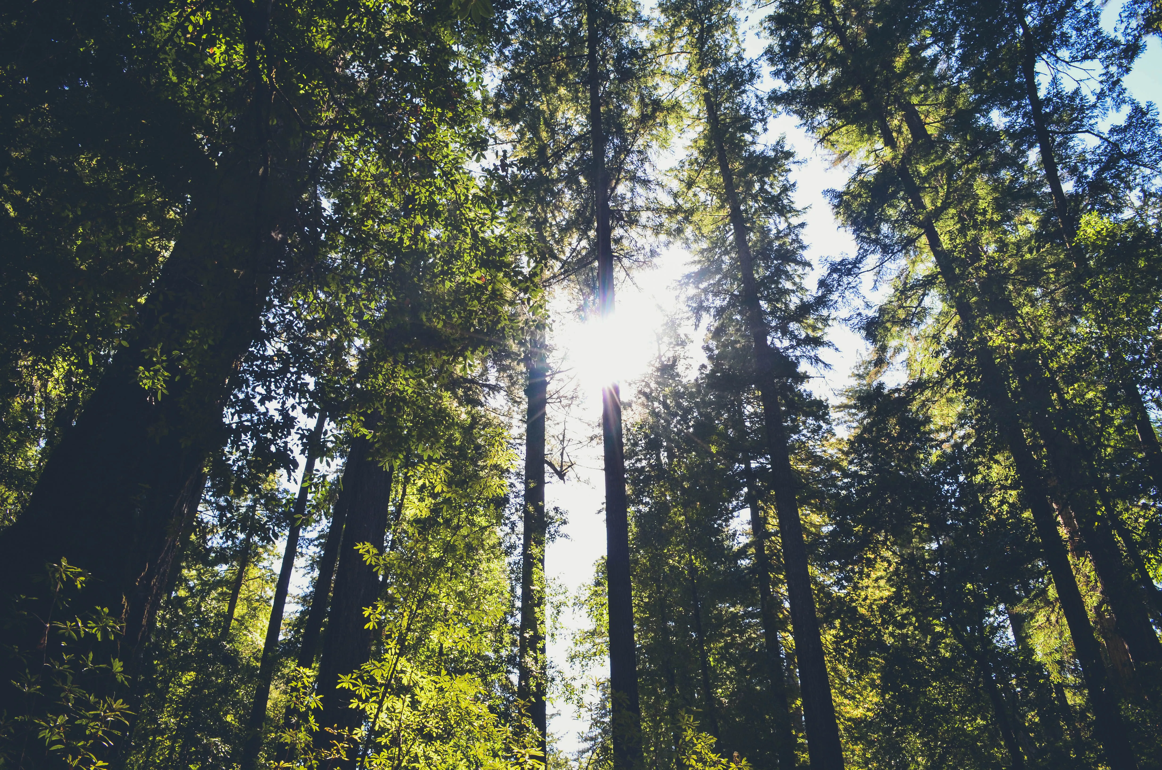 Hike the Ocean View Summit Loop