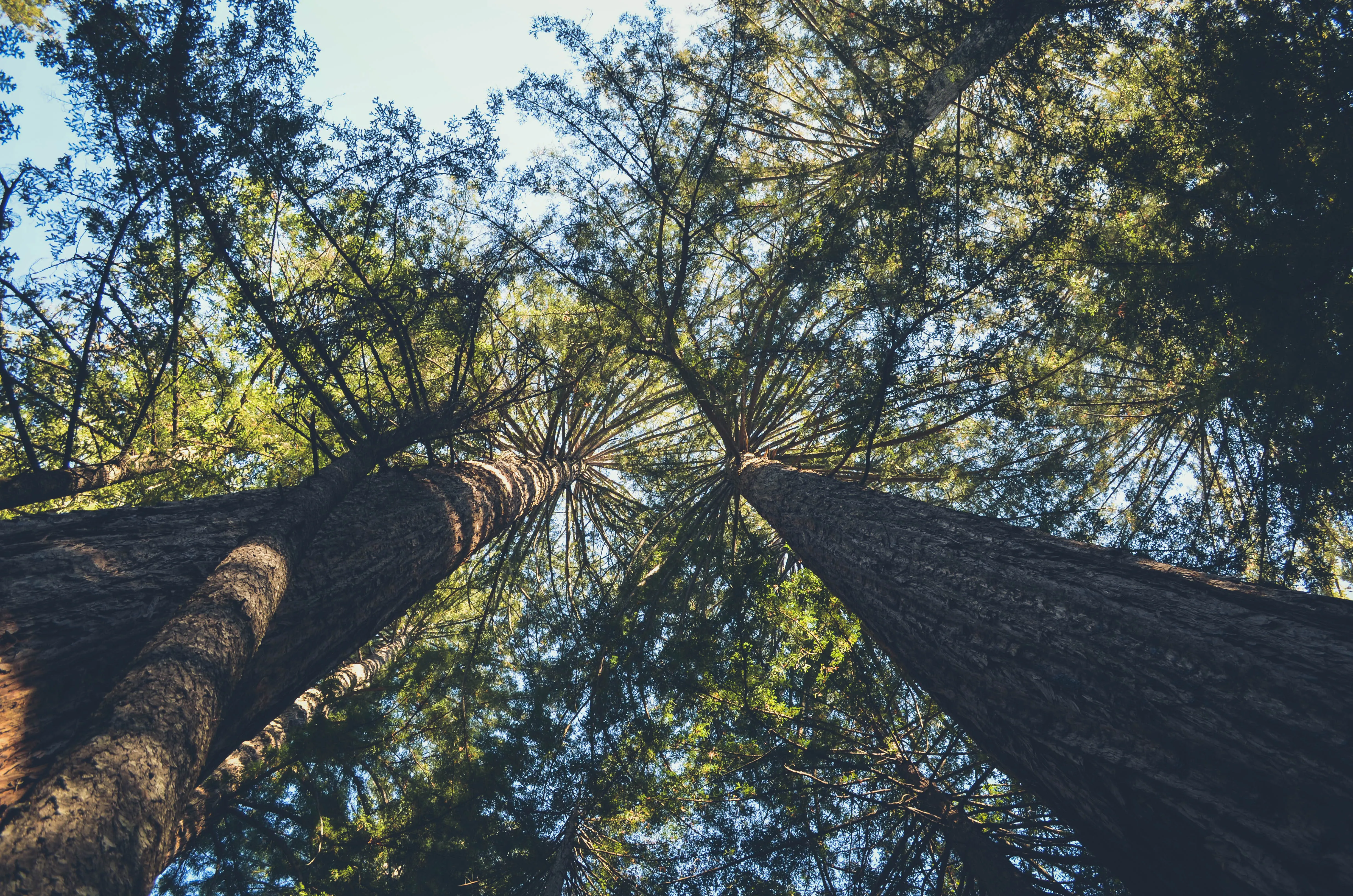 Hike the Ocean View Summit Loop