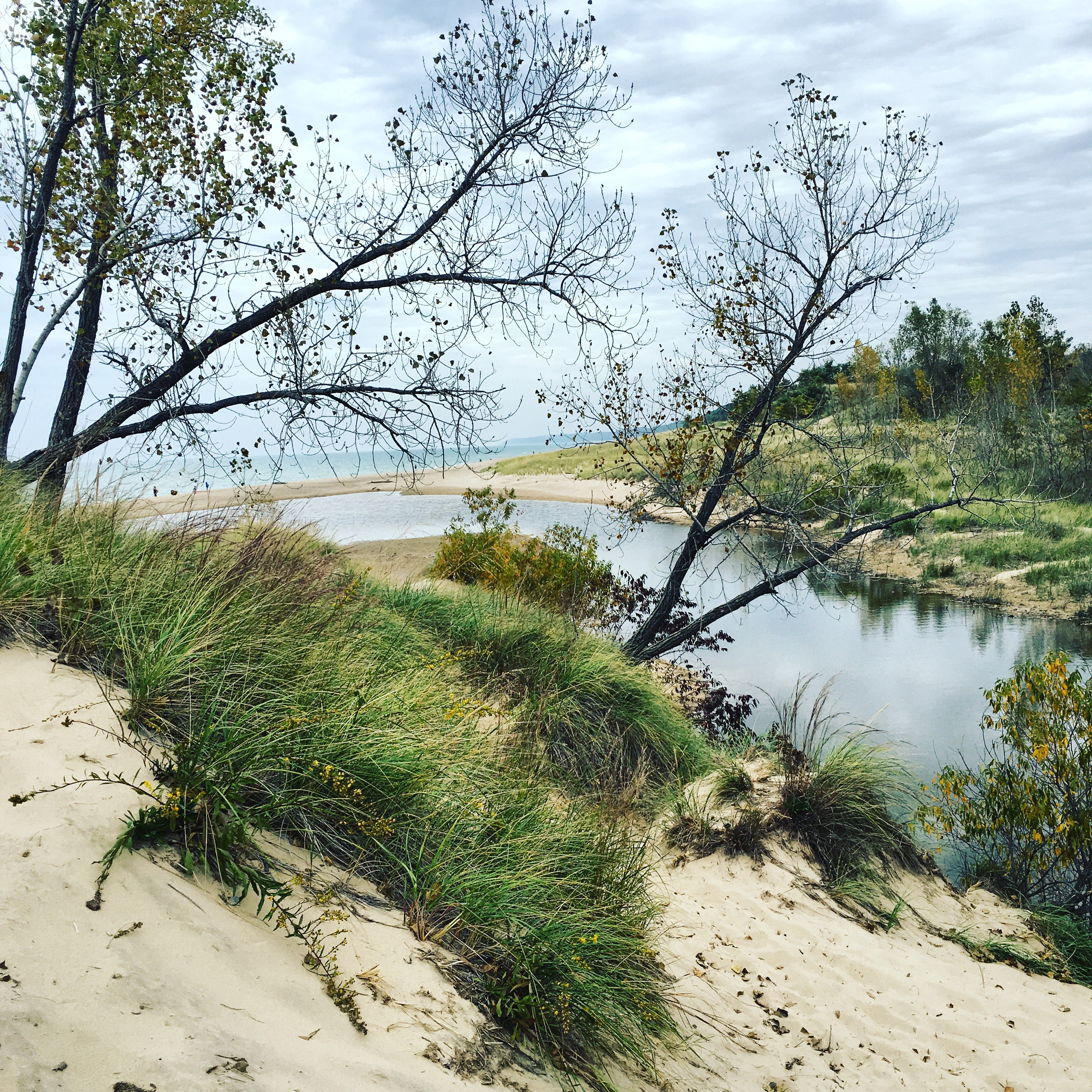 Camp at Warren Dunes State Park