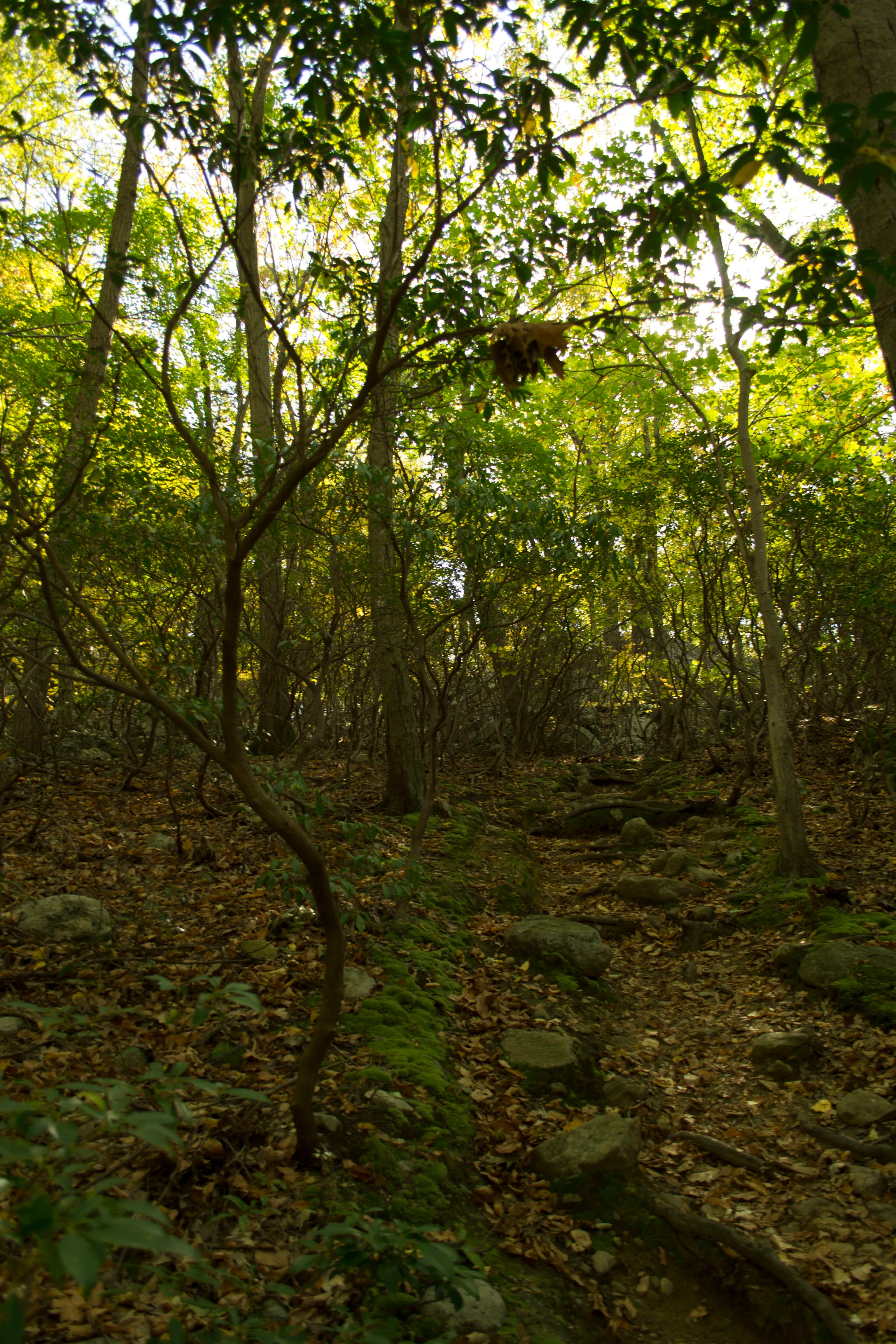 Hike Bald Mountain, Bear Mountain State Park