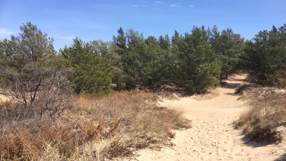 Dune Succession Trail