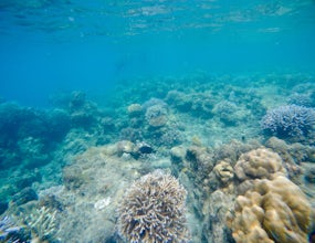 Snorkel at Elephant Beach
