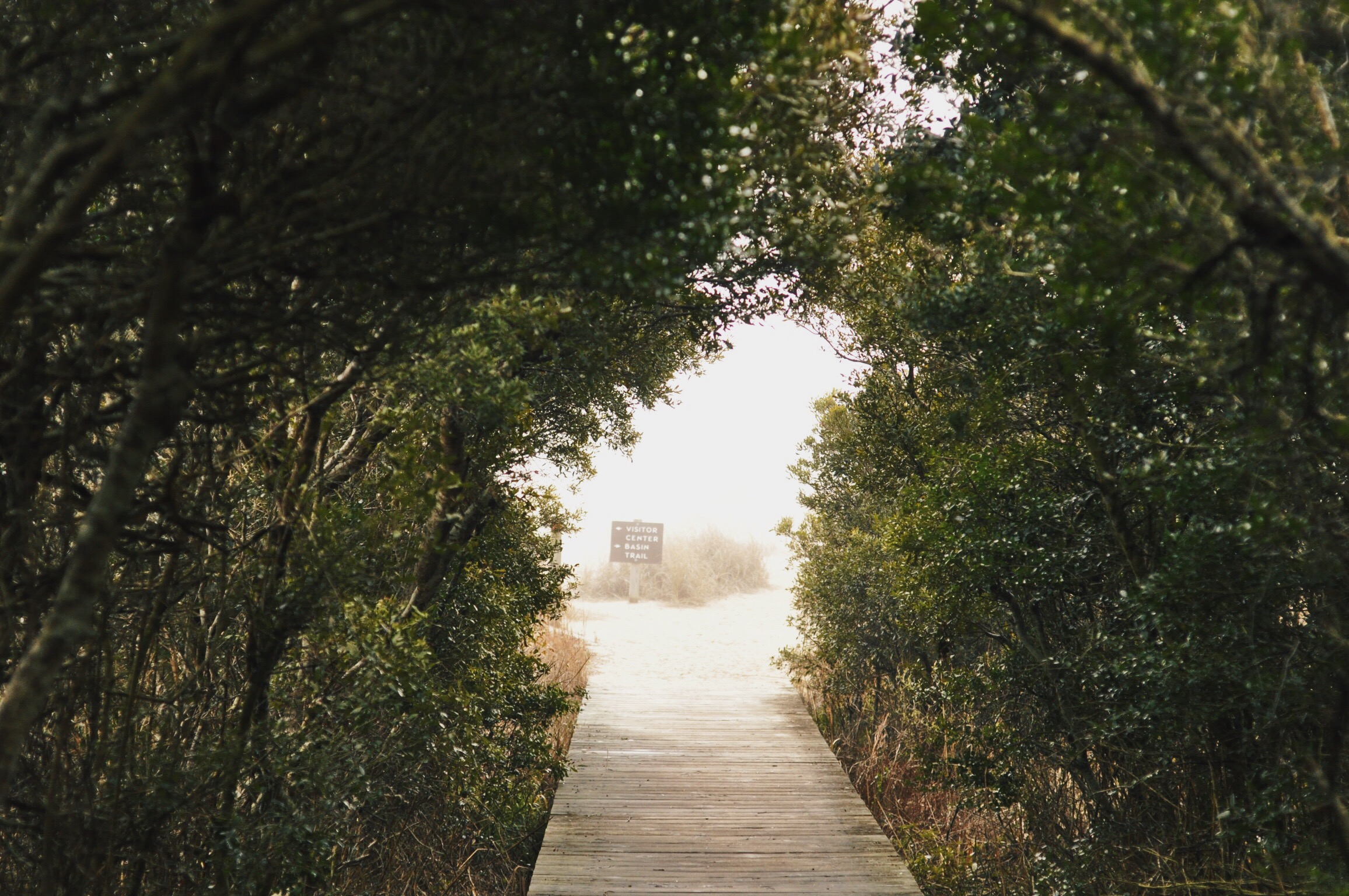 Fort Fisher's Basin Trail