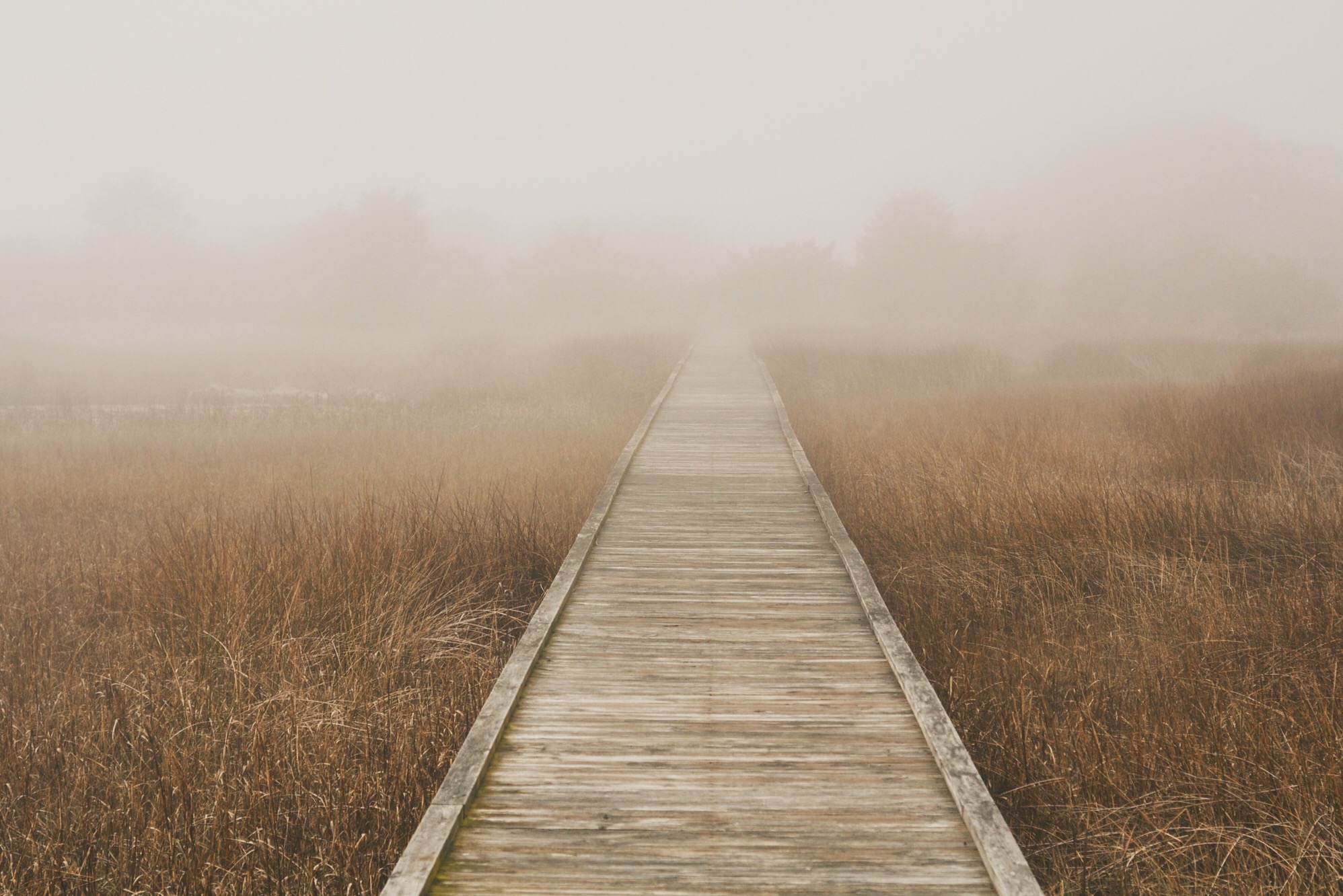 Fort Fisher's Basin Trail