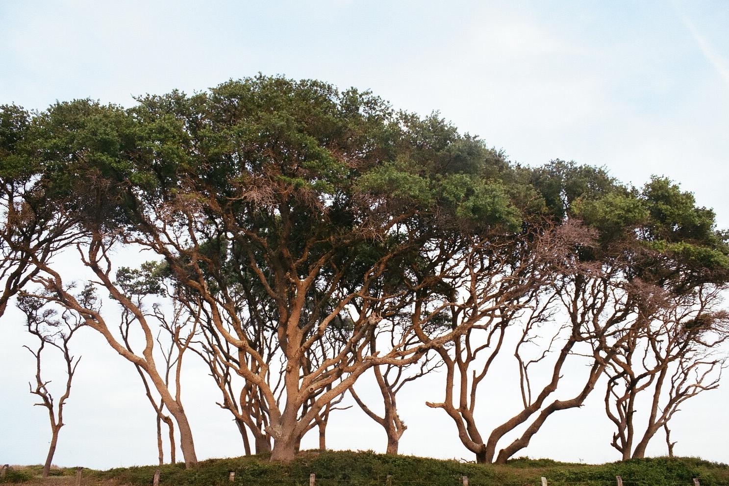 Fort Fisher's Basin Trail