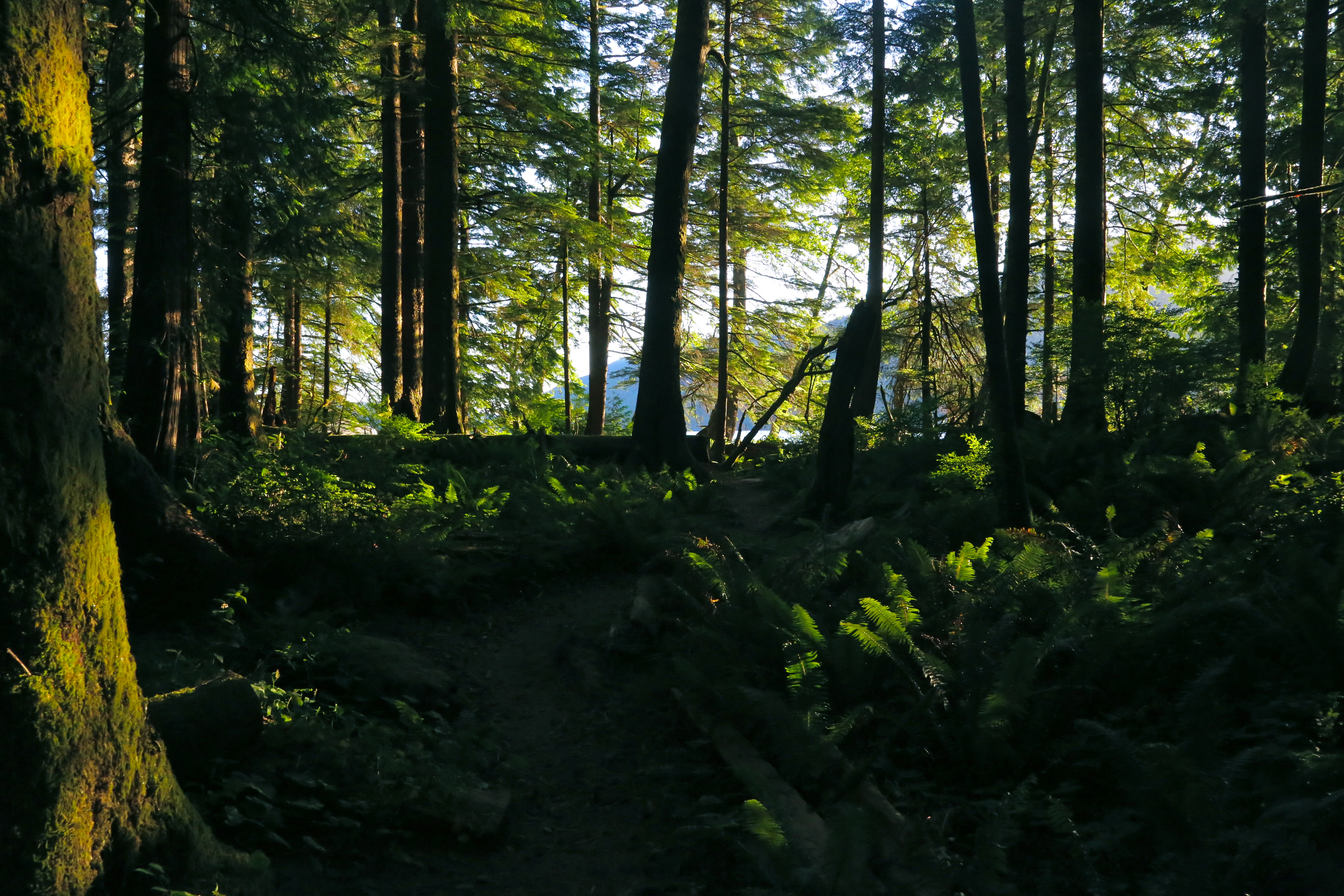 Camp at Nitinat Lake