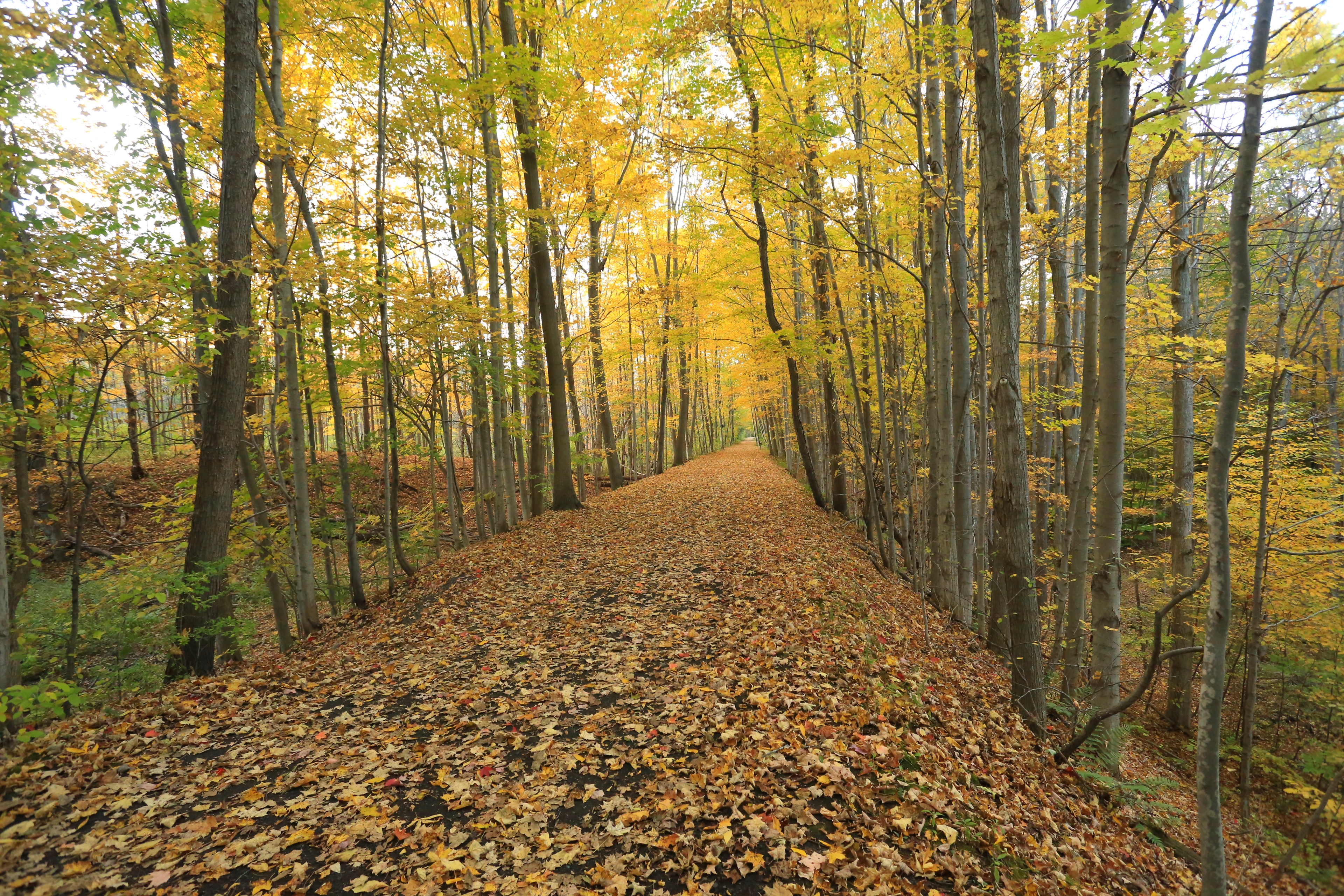 Hike the Six Mile Creek Natural Area