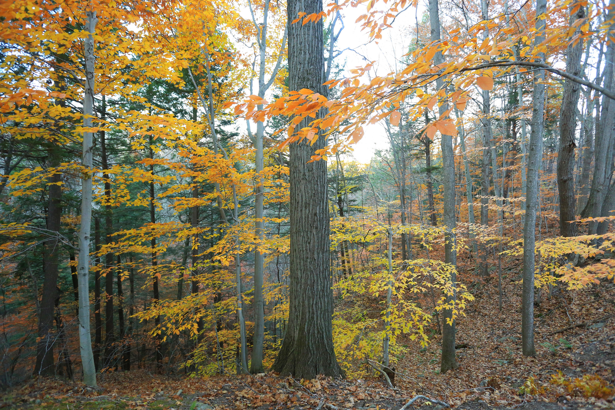Hike the Six Mile Creek Natural Area