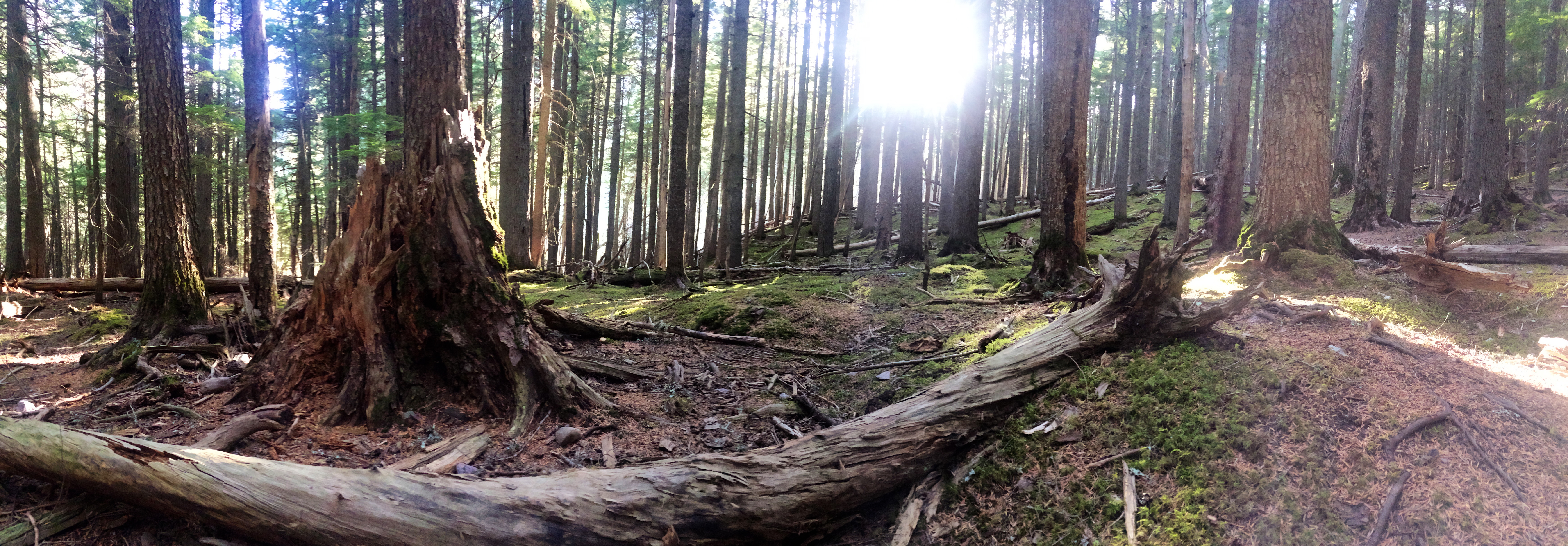 Hike to Avalanche Lake, Glacier National Park 