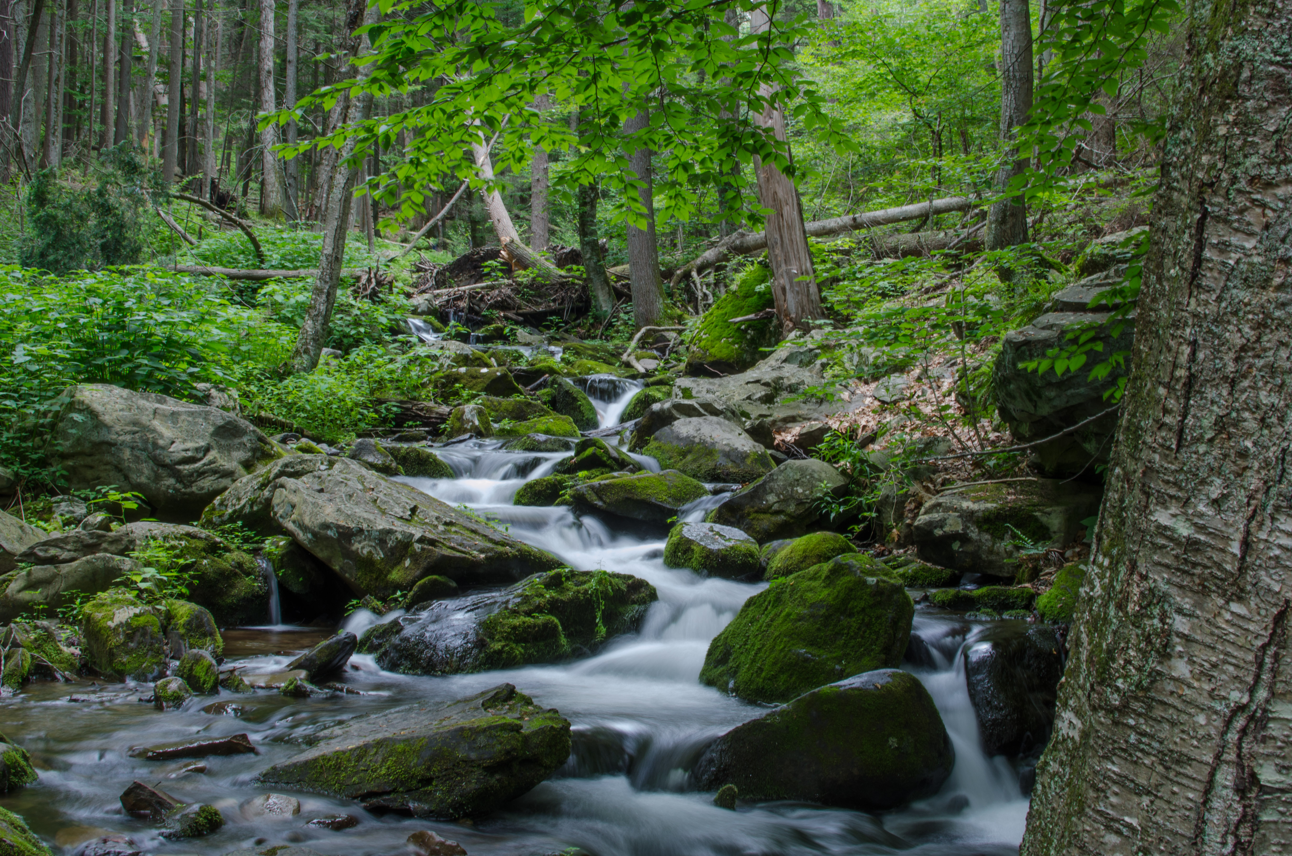 Bushkill Falls Loop