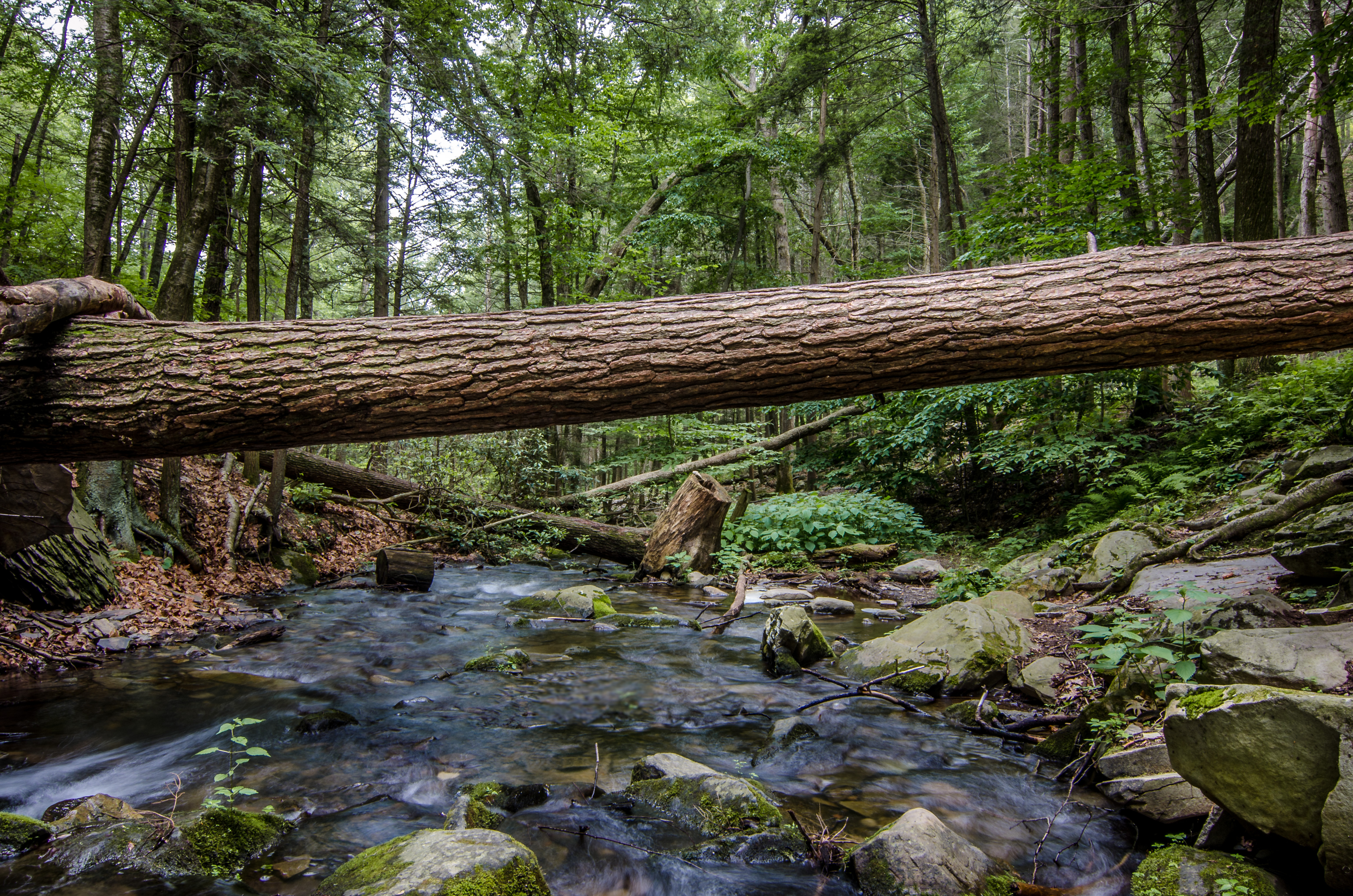 Bushkill Falls Loop