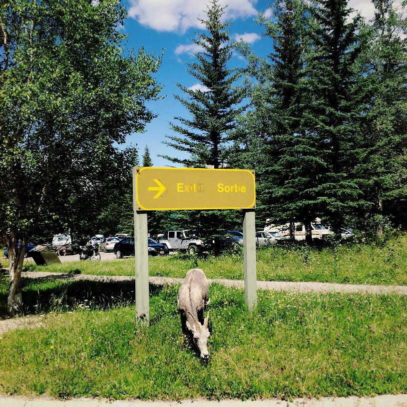 Hike the Sulphur Skyline Trail
