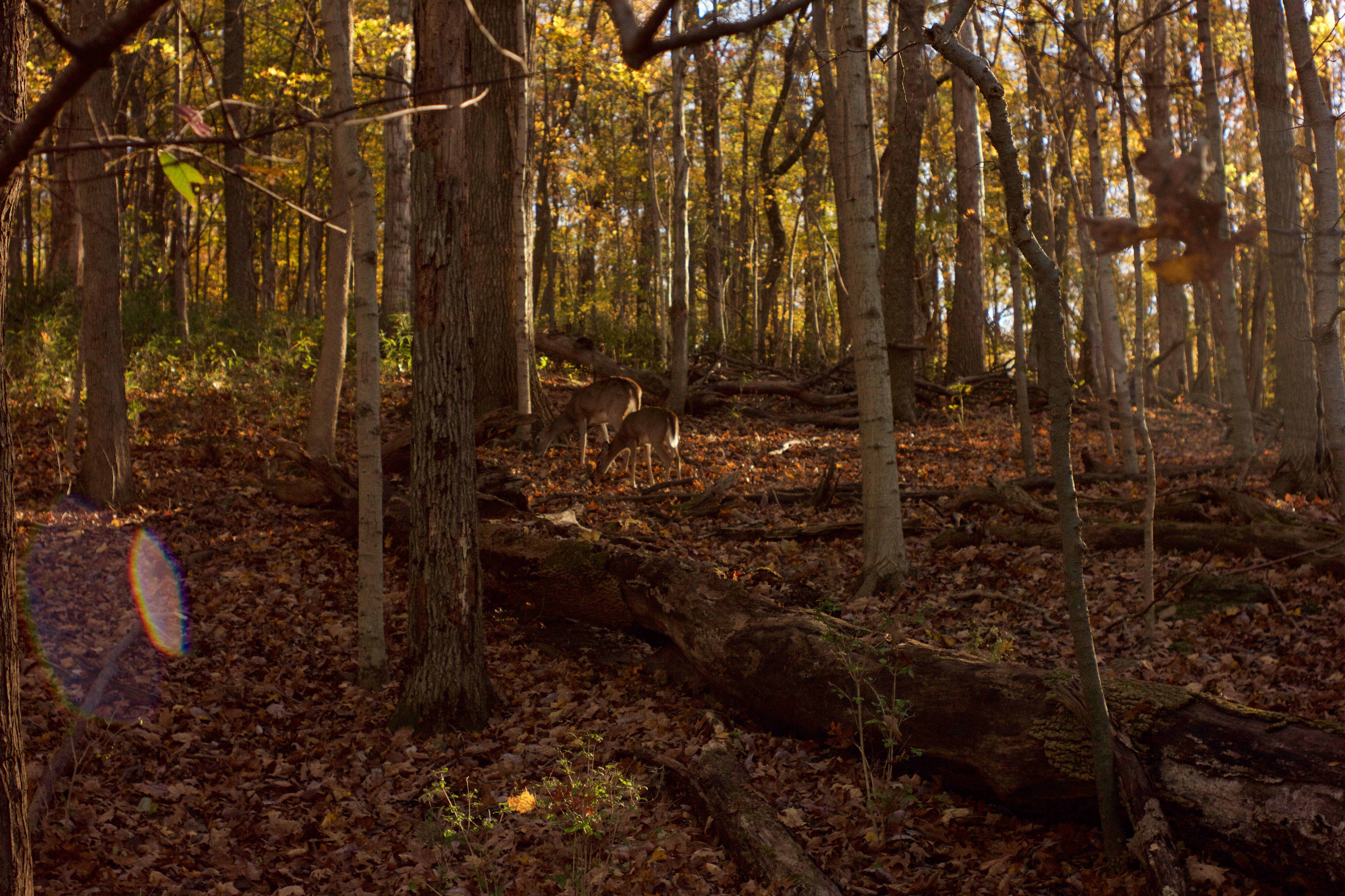 Hike around Radnor Lake