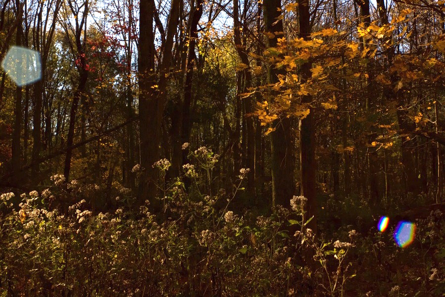 Hike around Radnor Lake