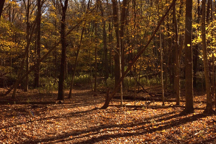 Hike around Radnor Lake