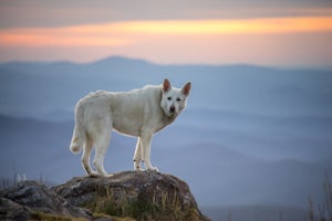 The 5 Best Adventure Dog Breeds