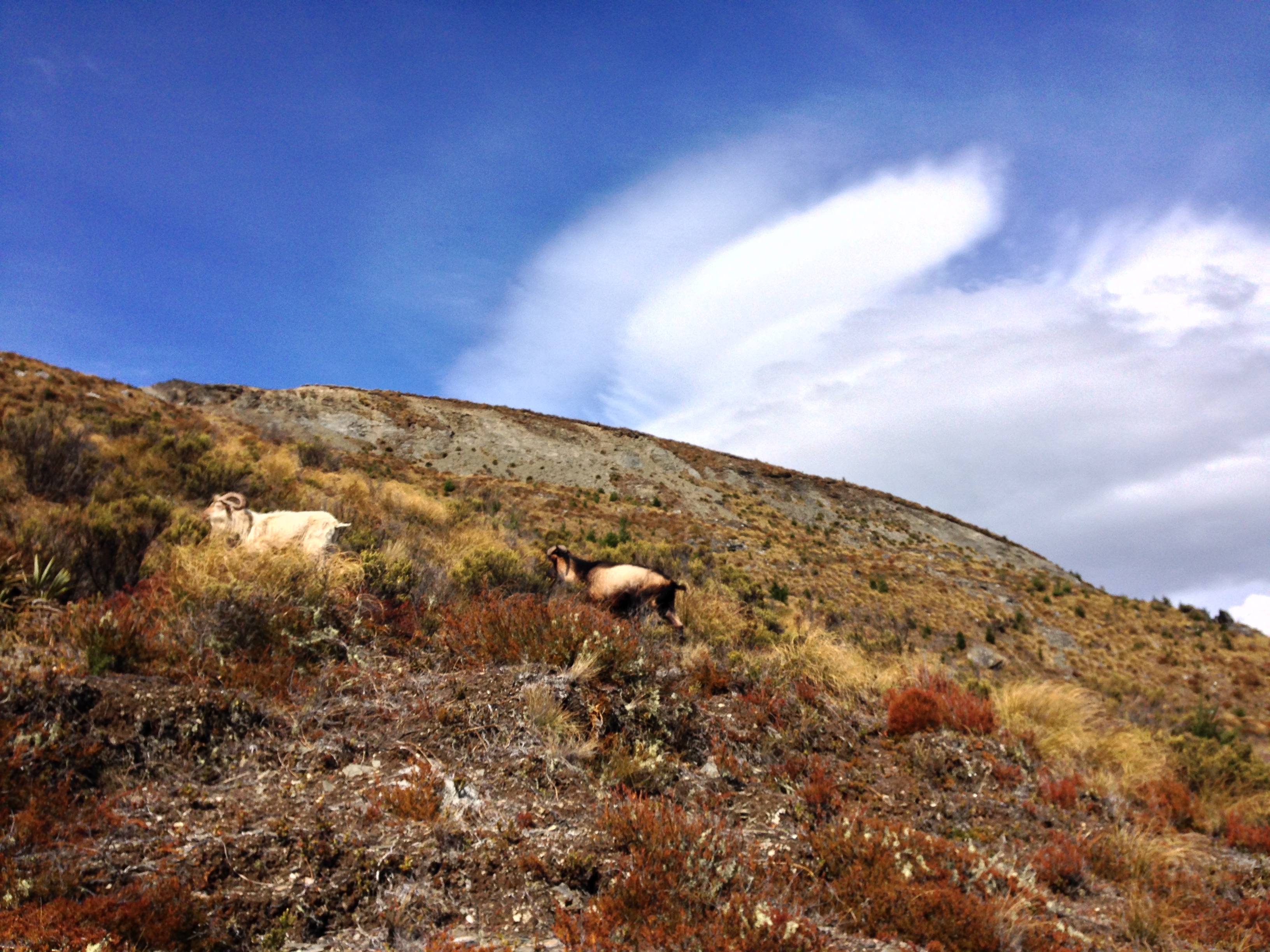Ben Lomond Track via Old Skyline Road